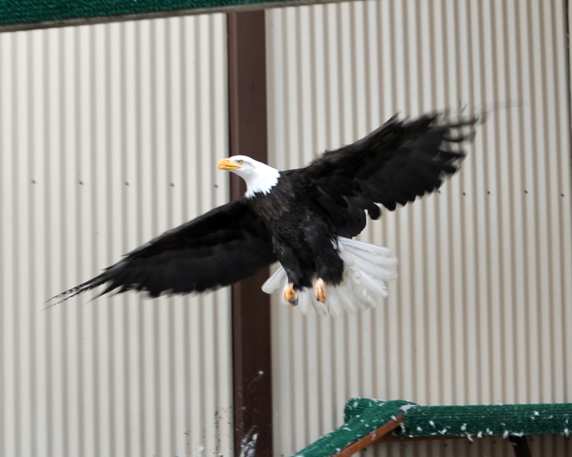 130511-F-IY975-008: JOINT BASE ELMENDORF-RICHARDSON, Alaska -- Notch Wing, one of the two Bald Eagles that reside in the Joint Base Elmendorf-Richardson eagle cage, flies from perch to perch inside the cage May 11. A group of volunteers maintains the cage and cares for the eagles, which have been injured and are not able to survive in the wild. (U.S. Air Force photo/Senior Airman Blake Mize)