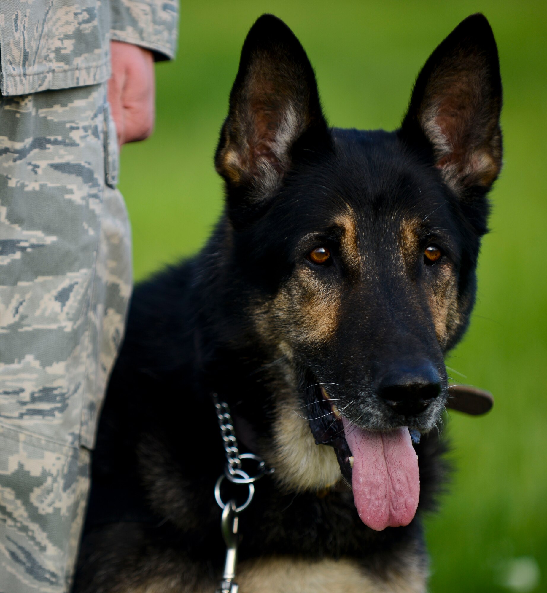 A 633rd Security Forces Squadron military working dog stays by his handler’s heel during the Peace Officer’s Memorial Ceremony at Langley Air Force Base Va., May 13, 2013. During the morning’s ceremony, participants honored both human and MWD line-of-duty losses in the past year. (U.S. Air Force photo by Airman 1st Class Austin Harvill/Released)