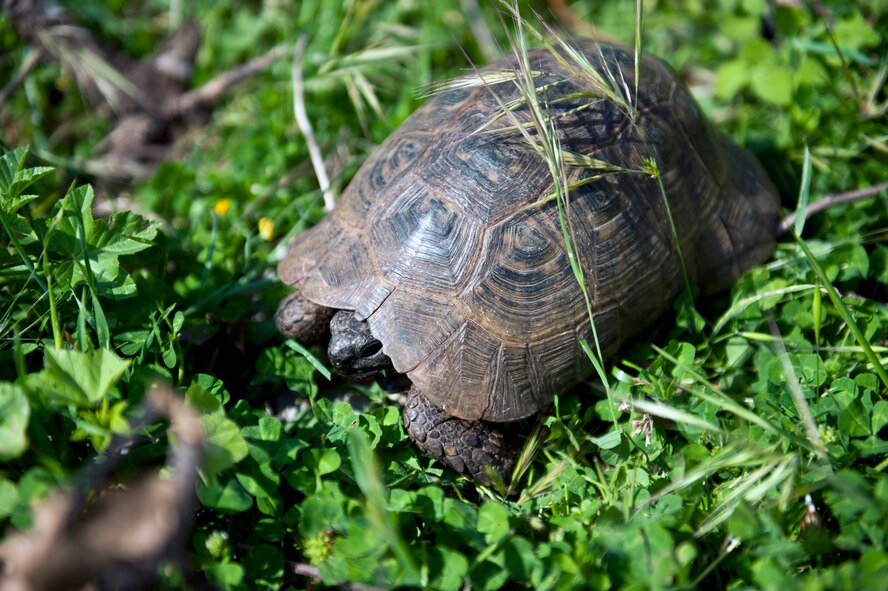 A turtle hides in the grass in the ancient city of Anemurium April 20, 2013, at Anamur, Turkey. The ruins of Anemurium, built between 100 B.C. and 600 A.D., are known for having turtles of all sizes crawling around. (U.S. Air Force photo by Senior Airman Daniel Phelps/Released)