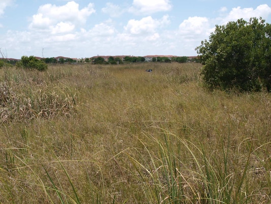 After the initial clearing, Melaleuca mulch, similar to what is shown in the photo, was left behind, which suppressed the regrowth of sawgrass and beakrush. Waiting for the decay of the mulch and subsequent regrowth would have delayed achievement of the success criteria by approximately 10 years, much longer than the permit allowed. The enforcement case compelled Century to go back to the site and remove the mulch and conduct supplemental plantings in the buffer areas in order to jumpstart the mitigation area so that it met its success criteria within five years.