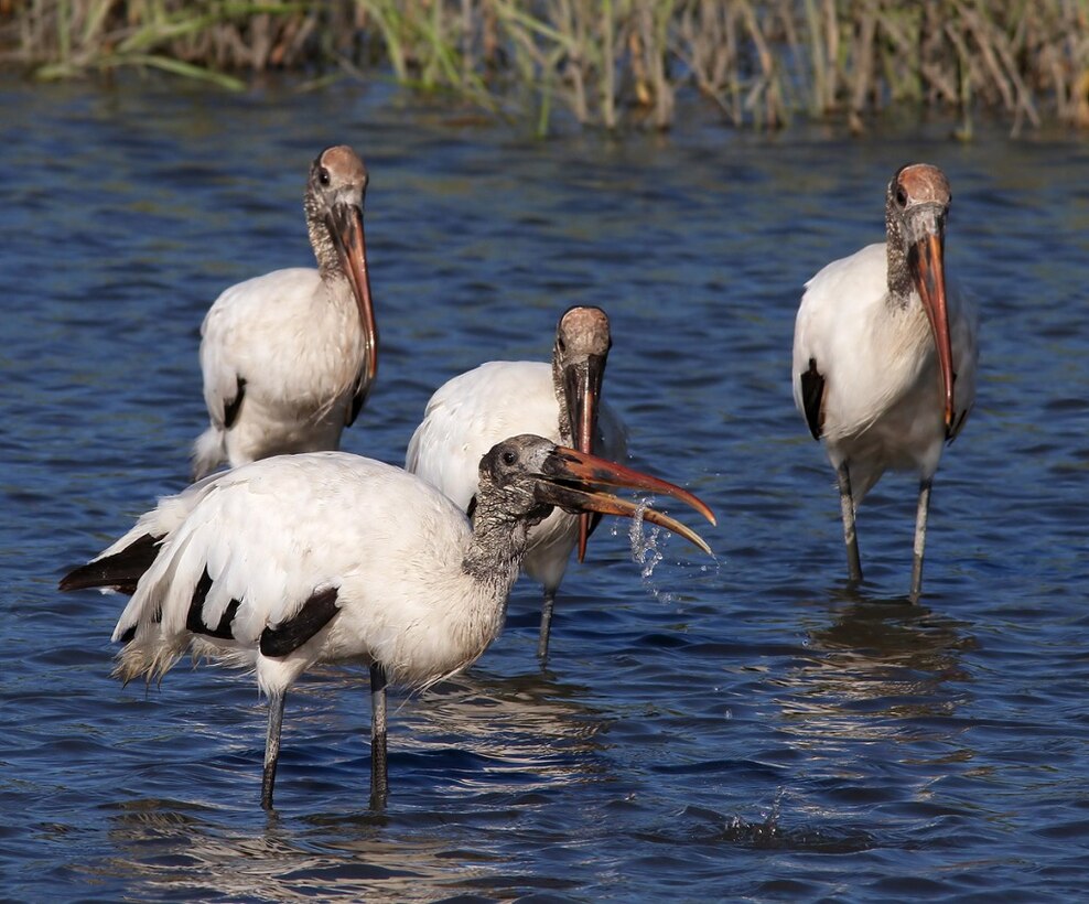 The Alligator Creek Habitat Restoration Project and the Coral Creek Ecosystem Restoration Project are currently under way. Among their many anticipated benefits are improving water quality and enhancing shallow water habitat for the endangered Wood Stork.