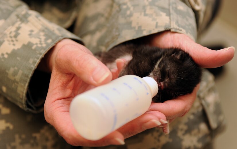 U.S. Army Maj. Gerri Fletcher, Public Health Command, Fort Eustis branch chief, feeds a week-old kitten at the Langley Air Force Base Veterinary Treatment Facility, Va., May 10, 2013. The kitten was found abandoned and brought to the veterinary clinic. (U.S. Air Force photo by Senior Airman Teresa Aber/Released)