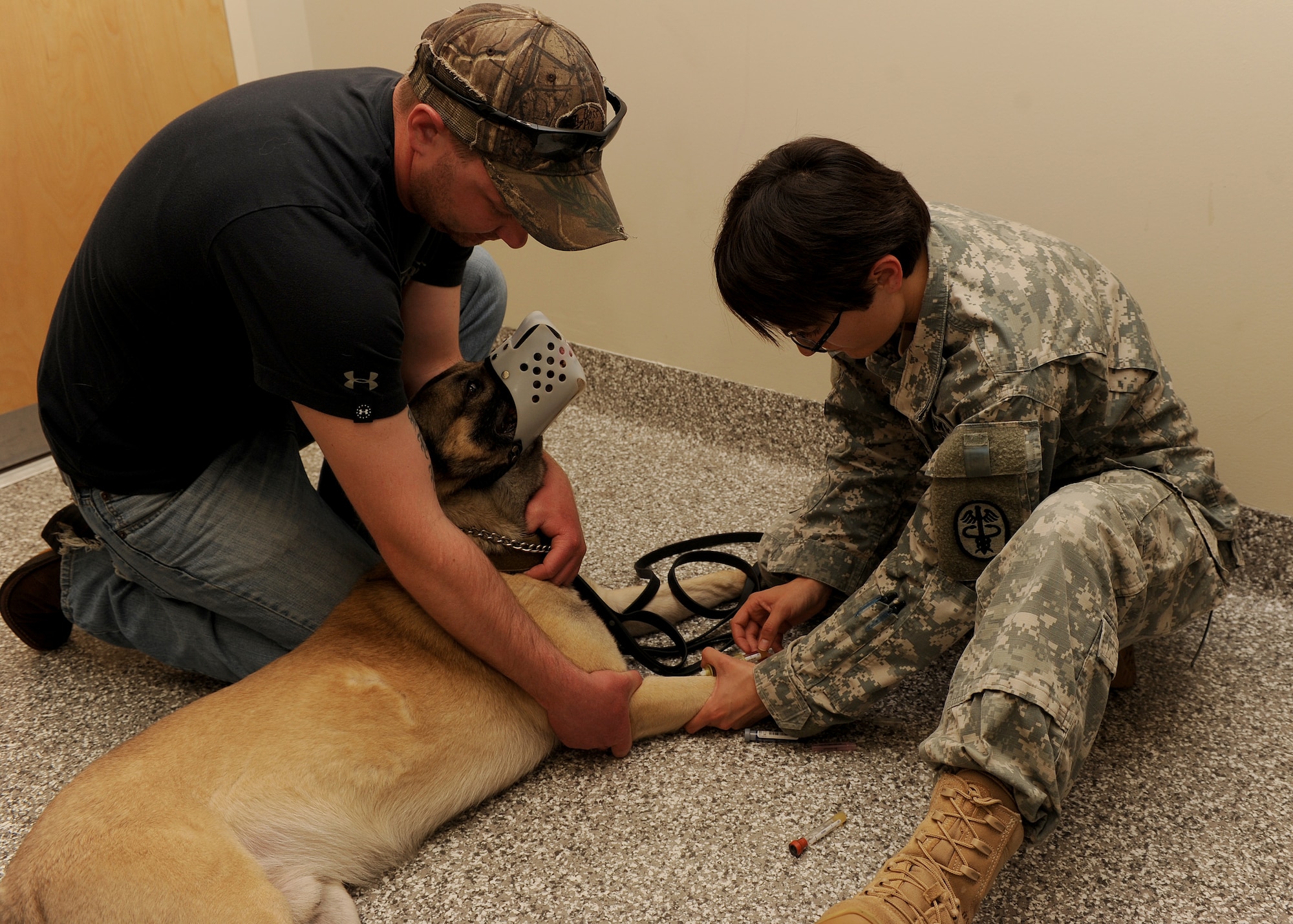 U.S. Air Force Staff Sgt. Michael Walters, 633rd Security Forces Squadron military working dog handler, holds Bodza, an MWD, while U.S. Army Staff Sgt. Darlene Terminel, Public Health Command, District Fort Eustis, Veterinary Treatment Facility noncommissioned officer in charge, draws blood from Zsomi, a military working dog, during a bi-annual physical at Langley Air Force Base, Va., May 10, 2013. The veterinary clinic provides bi-annual check-ups, dental services, routine sick call, emergency care and deployment physicals for MWDs. (U.S. Air Force photo by Airman Areca T. Wilson/Released)