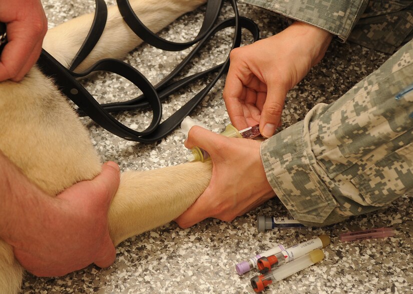 U.S. Army Staff Sgt. Darlene Terminel, Public Health Command, District Fort Eustis, Veterinary Treatment Facility noncommissioned officer in charge, draws blood from Zsomi, a military working dog, during a bi-annual physical at Langley Air Force Base, Va., May 10, 2013. Joint-Base Langley-Eustis’ VTFs are staffed by U.S. Army Veterinary Corps personnel with the primary mission of providing complete veterinary care for all government-owned animals. (U.S. Air Force photo by Airman Areca T. Wilson/Released)