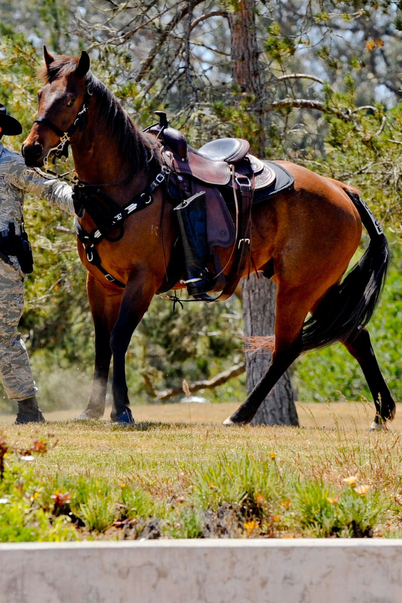 VANDENBERG AIR FORCE BASE, Calif. – A 30th Security Forces Squadron military working horse wears boots backwards to represent a fallen warrior, also known as “rideless horse”, during a closing ceremony here Friday, May 17, 2013. National Police Week commemorated law enforcement personnel who have fallen in the line of duty.  (U.S. Air Force photo/Airman Yvonne Morales)