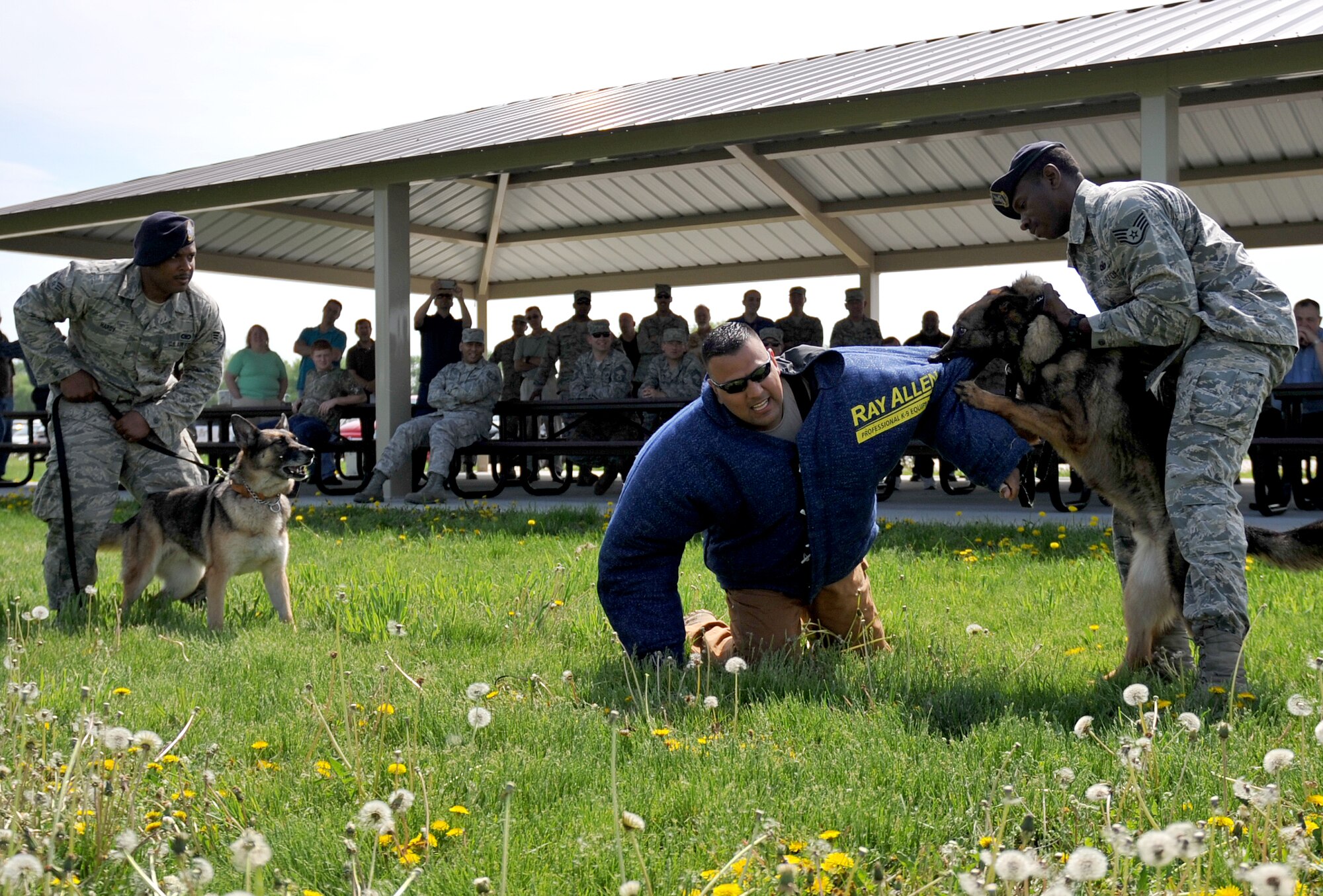 The 55th Security Forces Squadron performs a K-9 demonstration outside the Air force weather agency building held on May 16, Offutt Air Force Base, Neb.  Security Force members and military working dogs performed obedience demonstrations and high speed chases displaying examples that occur for law enforcement employees in emergency situations.  (U.S. Air Force Photo by Jeff Gates/Released)