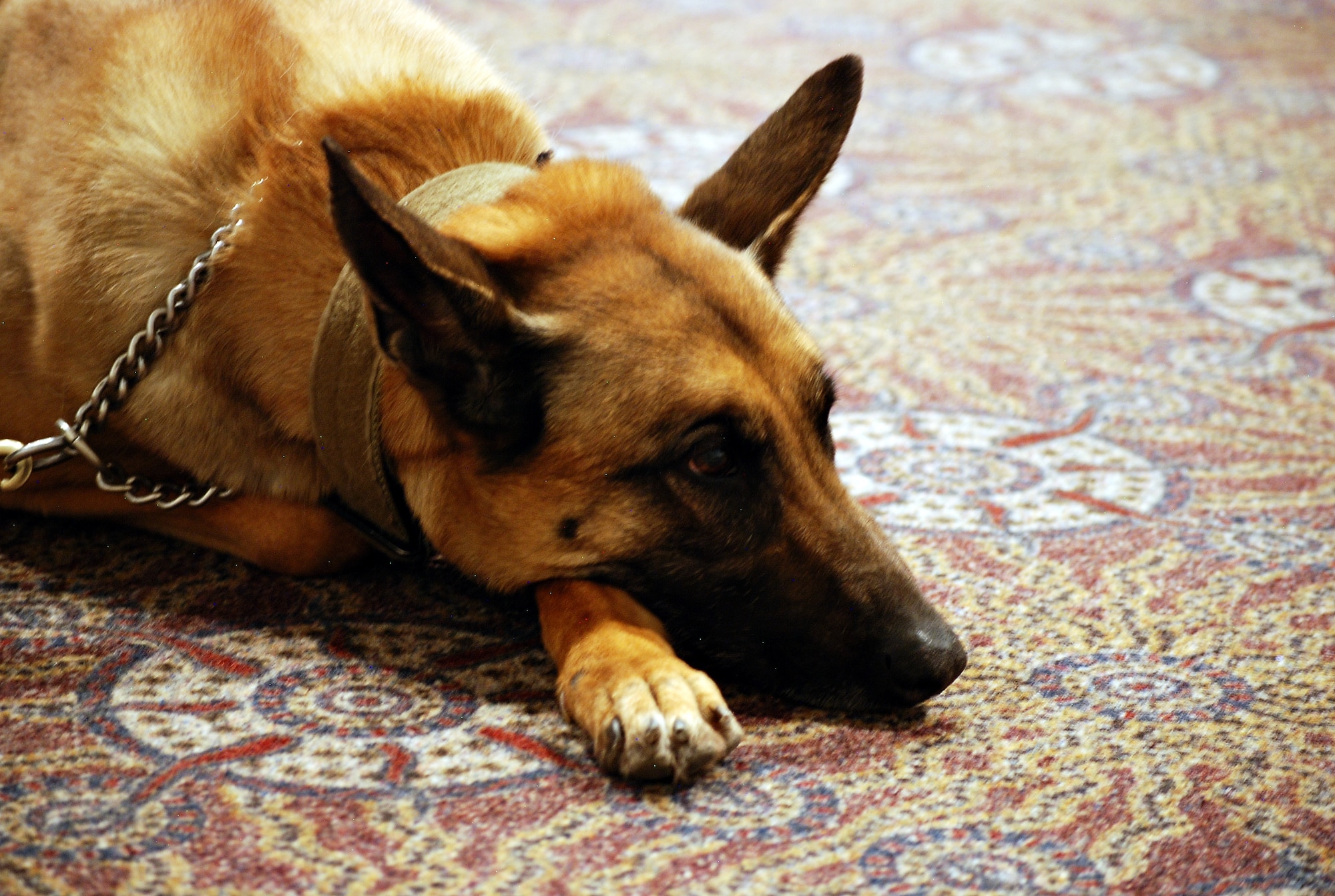 A military working dog from the 21st Security Forces Squadron looks on from the floor of the base auditorium while Lt. Col. Sean Tiernan, 21st SFS commander, addresses the audience and recalls a story of K-9 courage in combat. Service members and civilians gathered May 14 to pay respect to MWD Aio and recognize four military working dogs retiring from active service. (U.S. Air Force photo/Michael Golembesky)