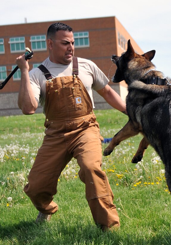 U.S. Air Force Tech. Sgt. Bryan Garcia, a military working dog trainer from the 55th Security Forces Squadron, simulates an attack by his MWD Nero May 16 near the Air Force Weather Agency on Offutt Air Force Base, Neb., as a part of Police Week. (U.S. Air Force photo by Jeff Gates/Released)