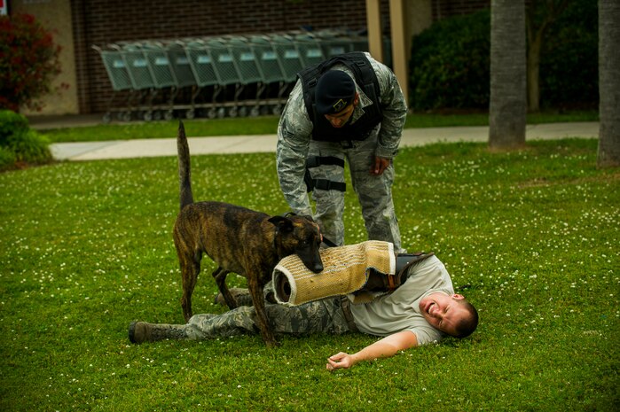 Senior Airman Luis Diaz and Staff Sgt. Kyle Shaughnessy, 628th Security Forces Squadron dog handlers, demonstrate the use of a military working dog during the Police Week Security Forces Demonstration Day May 16, 2013, at Joint Base Charleston - Air Base, S.C. The 628th Security Forces Squadron hosted events including the "Guns and Hoses" fitness challenge, a shooting competition, chili cook-off and a retreat ceremony. National Police Week recognizes the services and sacrifices of U.S. law enforcement personnel.  (U.S. Air Force photo/ Senior Airman George Goslin)