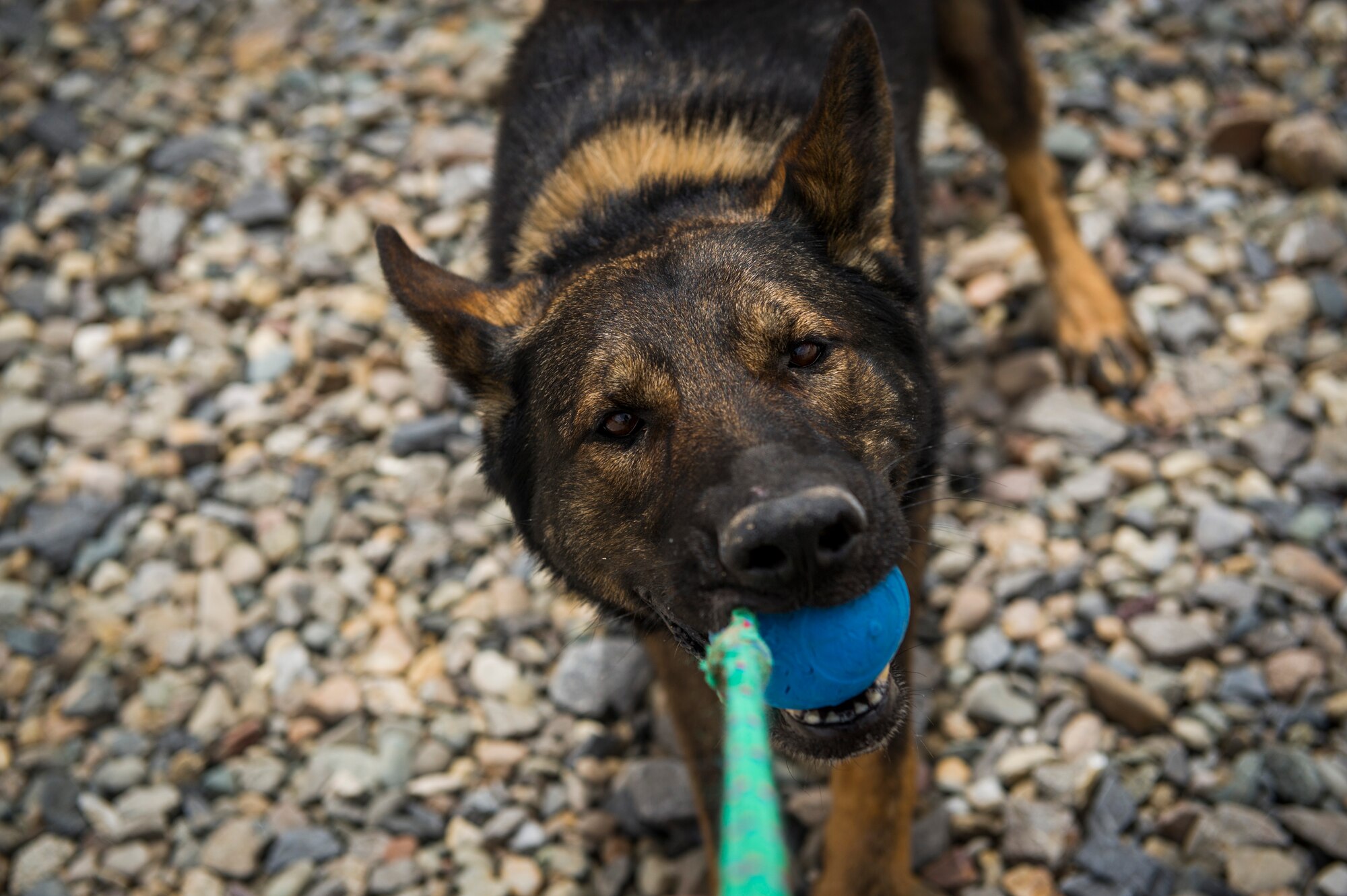 U.S. Air Force military working dog, Chrach, plays with his ball after a day of training, April 24, 2013, at Forward Operating Base Pasab, Afghanistan. (U.S. Air Force photo/Staff Sgt. Marleah Miller)