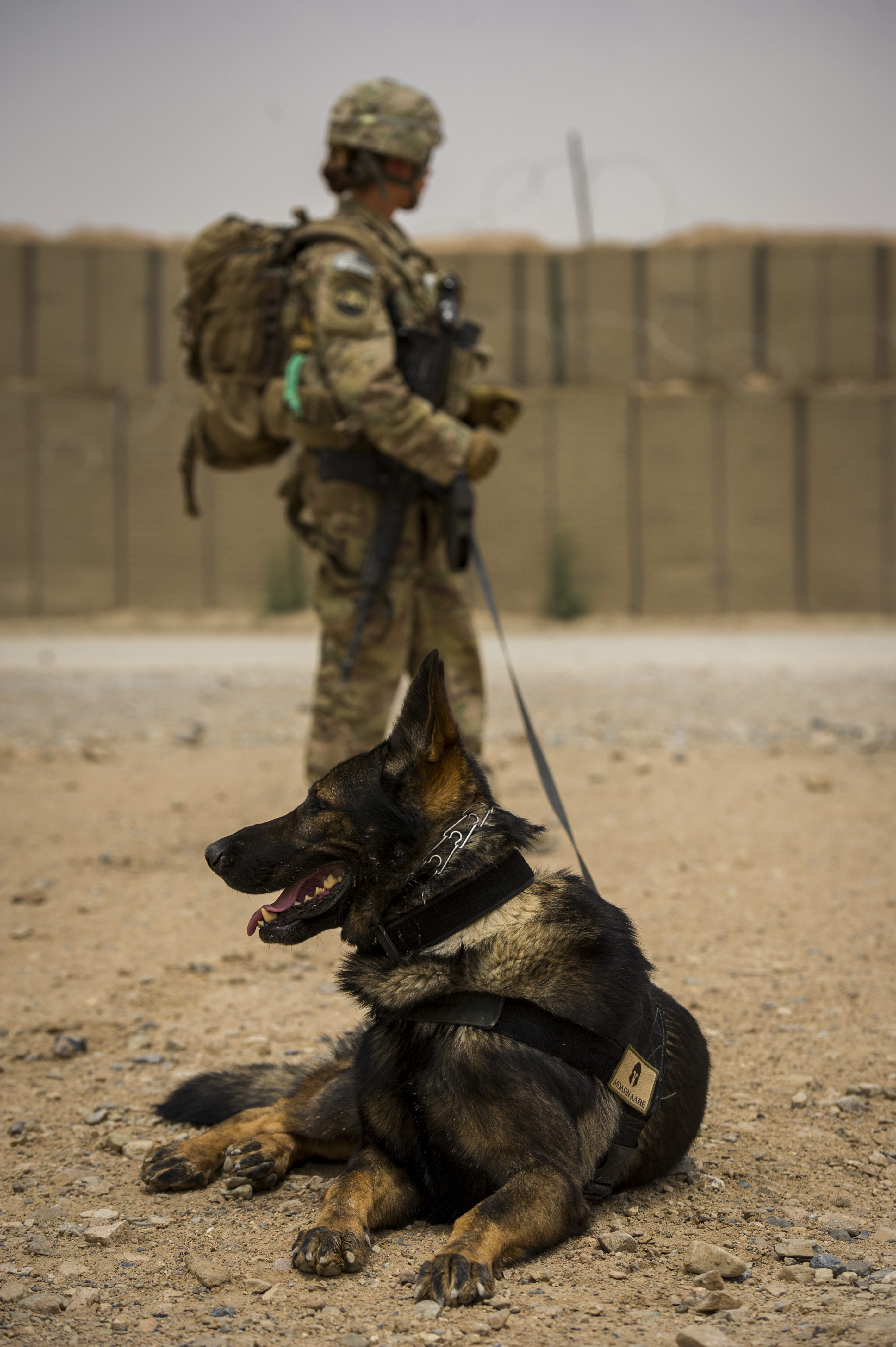 Dog handler’s homegrown values, environment mirror her K9 career > U.S