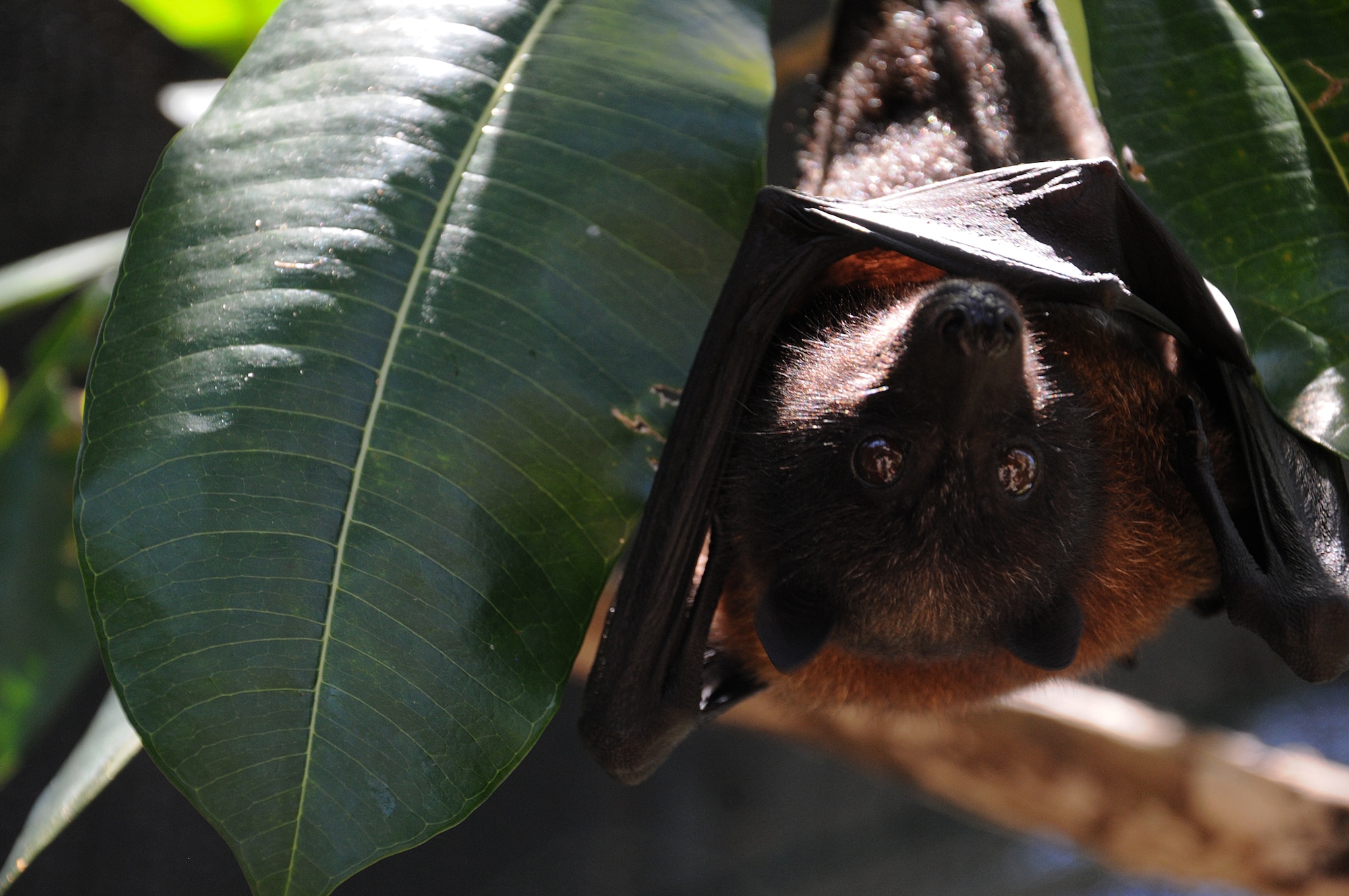 A Mariana fruit bat named Babydoll hangs from a tree at the Guam National Wildlife Refuge on Ritidian Point, Guam, May 20, 2013. The Mariana fruit bat, which dwells on Guam and the Commonwealth of the Northern Mariana Islands, is currently listed as a threatened species, though it has fluctuated between endangered and threatened in the past. (U.S. Air Force photo by Staff Sgt. Melissa B. White/Released)