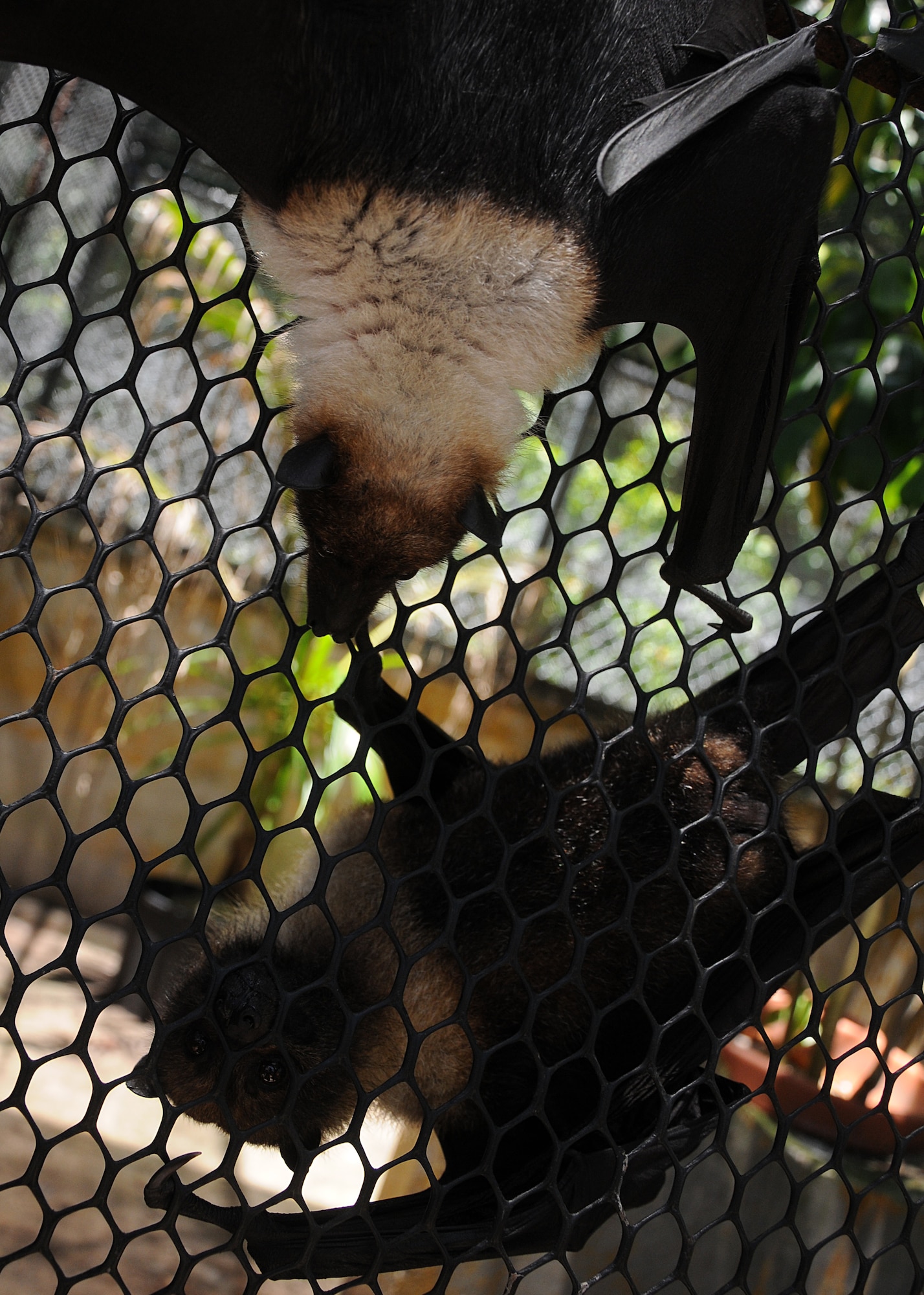 Mariana fruit bats interact with each other at the Guam National Wildlife Refuge on Ritidian Point, Guam, May 20, 2013. The Mariana fruit bat, which dwells on Guam and the Commonwealth of the Northern Mariana Islands, is currently listed as a threatened species, though it has fluctuated between endangered and threatened in the past. (U.S. Air Force photo by Staff Sgt. Melissa B. White/Released)