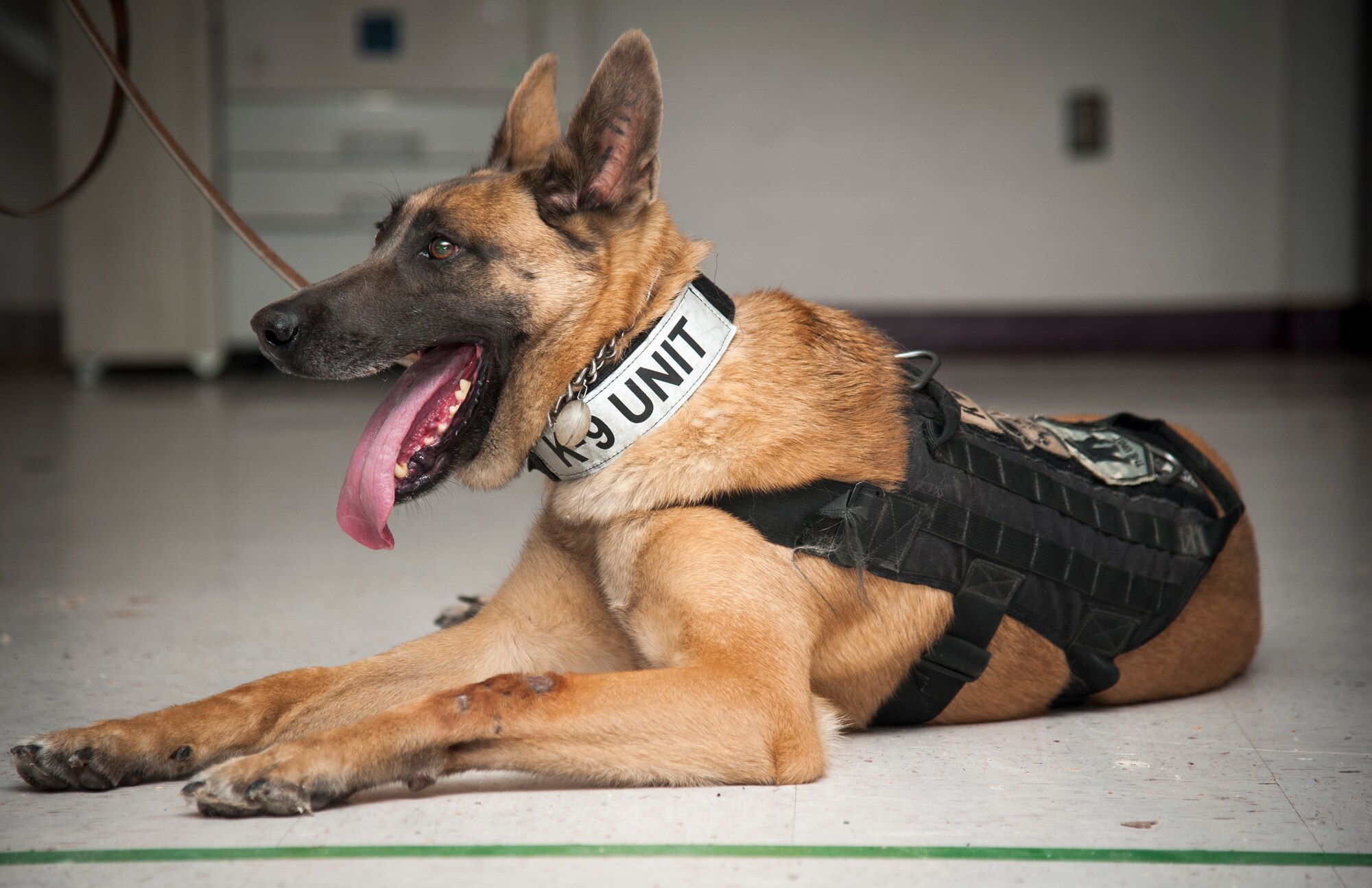 Lee, a 47th Security Forces Squadron military working dog, rests after a successful training session that tested his ability to detect explosives at Laughlin Air Force Base, Texas, May 22, 2013. Lee is preparing for an upcoming deployment and was recently tested to ensure he could complete his mission down range. (U.S. Air Force photo/Airman 1st Class John D. Partlow)