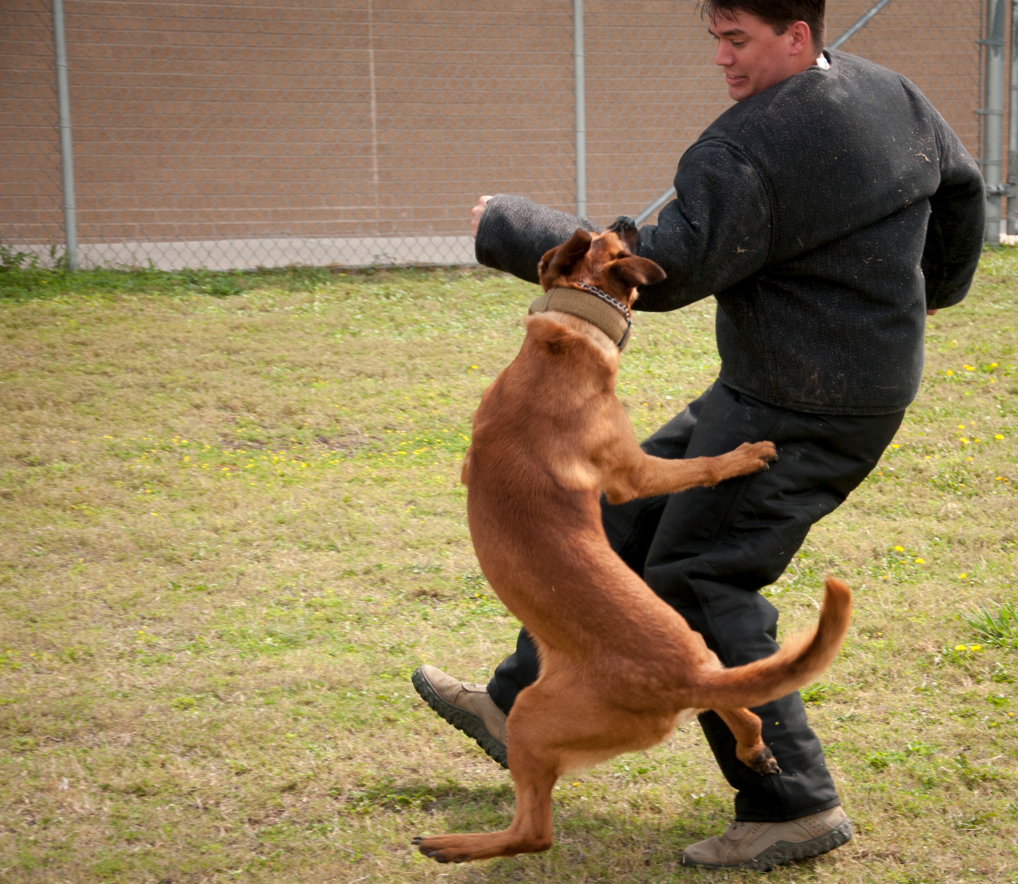 Eewok, a 47th Security Forces Squadron military working dog, bites a suspect during a training exercise here at Laughlin Air Force Base, Texas, April 17, 2013. The MWDs at Laughlin train constantly to maintain their high level of readiness. (U.S. Air Force photo/Airman 1st Class John D. Partlow)