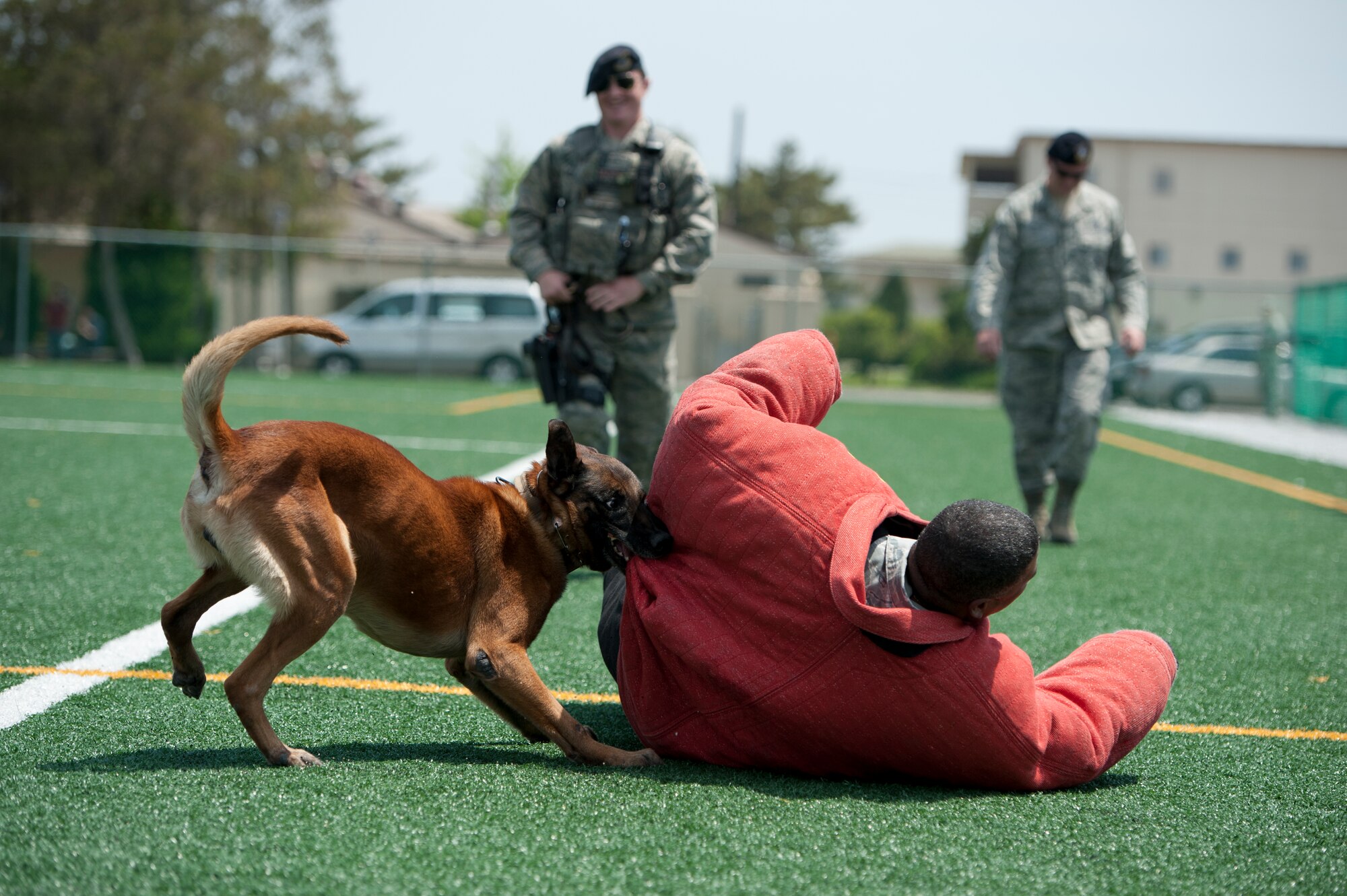 KUNSAN AIR BASE, Republic of Korea – Chief Master Sgt. Phillip Robinson, 8th Fighter Wing command chief is taken to the ground by Iian, 8th Security Forces Squadron military working dog, during a 8th SFS National Police Week MWD demonstration at the base soccer field, May 14, 2013. 8th SFS MWD handler Staff Sgt. Edward Scott, rear right, and Senior Airman Aaron Reason maintain control from a distance. National Police Week began in 1982 and honors fallen defenders and law-enforcement members. (U.S. Air Force photo by Staff Sgt. Tong Duong/ Released)