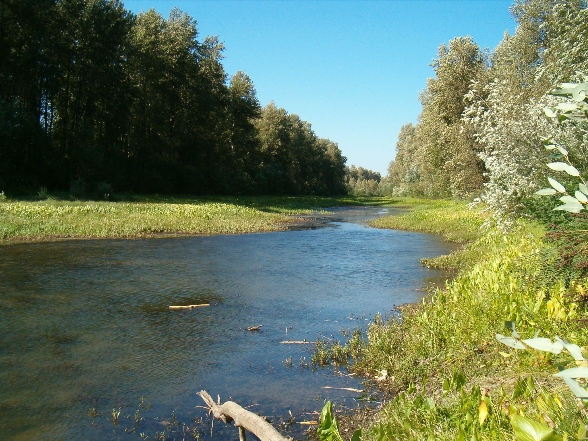 Sandy River Dam removal