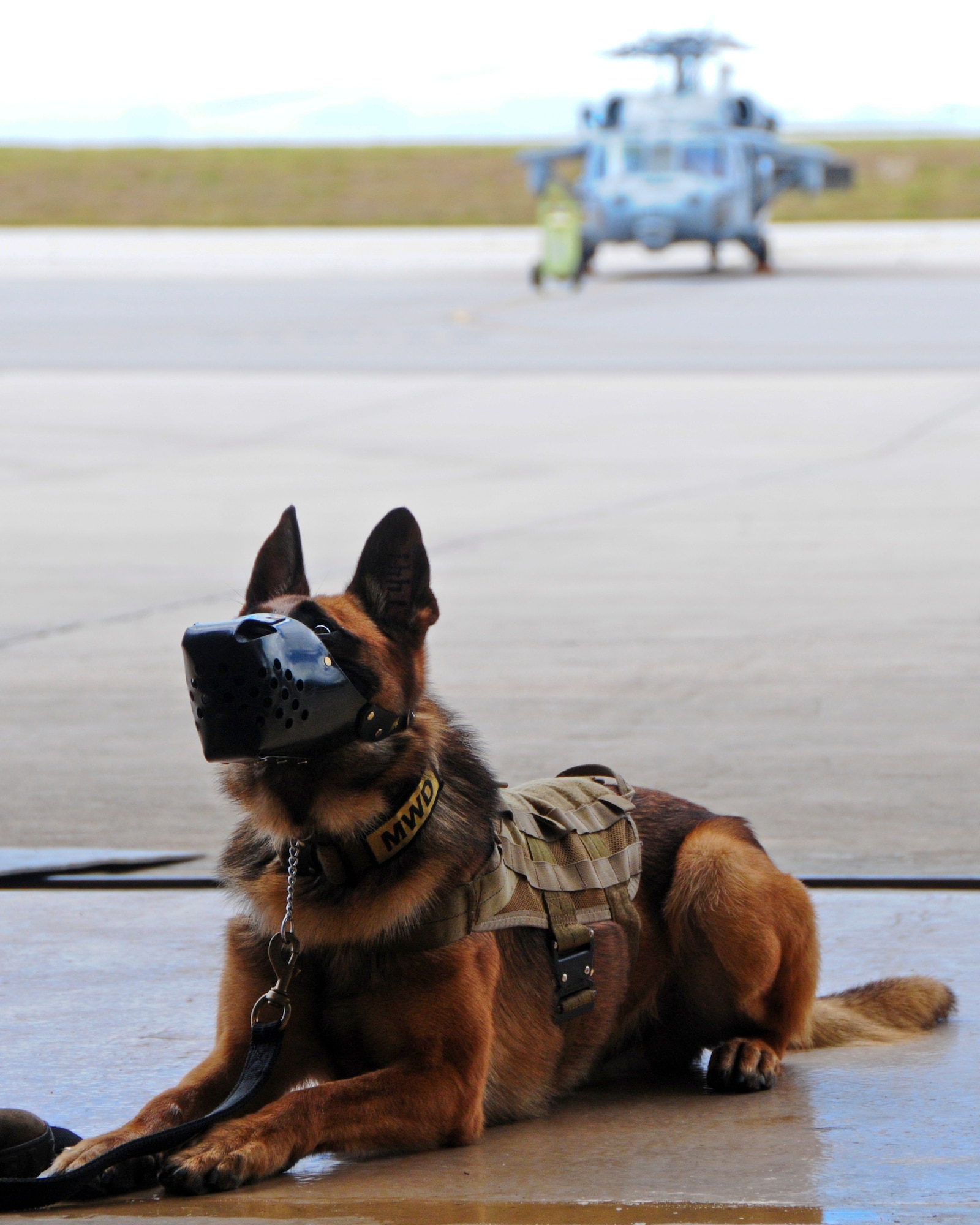 Miki, 36th Security Forces Squadron military working dog, waits to board an MH-60S Seahawk helicopter for the first time May 23, 2013, on Andersen Air Force Base, Guam. With the help of U.S. Navy Helicopter Sea Combat Squadron 25, 36th SFS handlers train MWDs at least once a quarter on helicopter familiarization. (U.S. Air Force photo by Airman 1st Class Marianique Santos/Released)