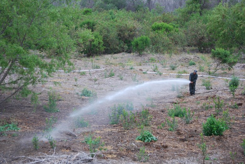 A worker waters recently-planted native vegetation along the western run of the San Luis Rey River in northern San Diego County May 17. The vegetation helps restore a "natural pallet" along the popular recreational area and provides additional nesting and feeding areas for native and protected species like the least Bell's vireo.