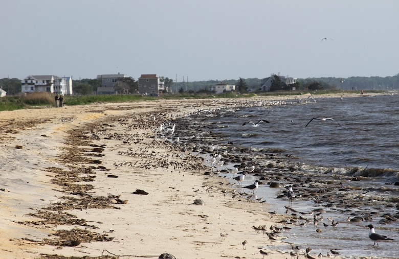 Reeds Beach and Pierces Point are critical habitat for horseshoe crabs and shorebirds. The U.S. Army Corps of Engineers' Ecosystem Restoration project entails a one-time placement of sand to improve habitat. 