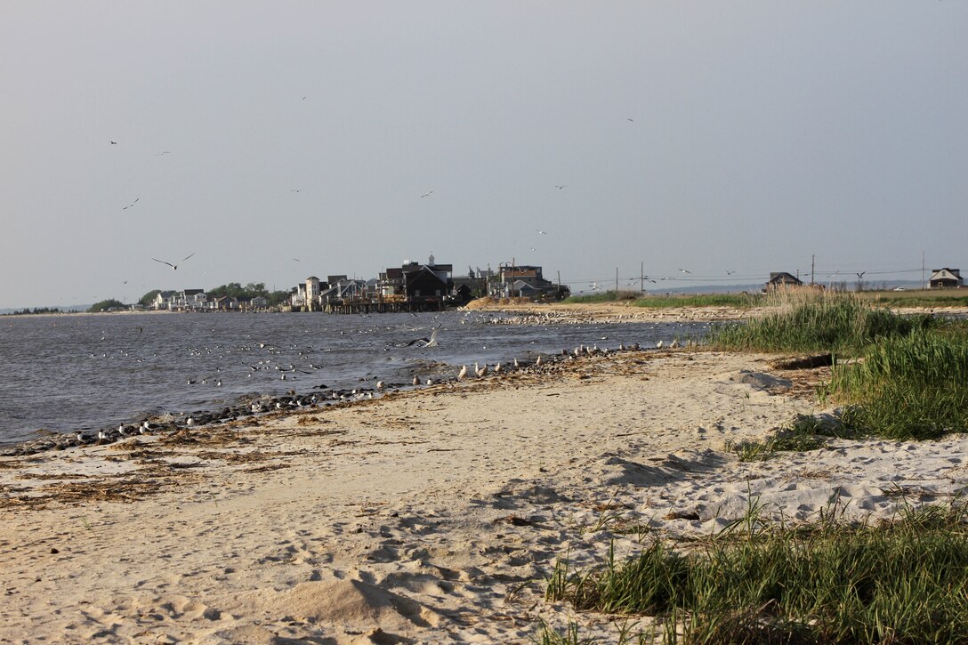 Reeds Beach and Pierces Point are critical habitat for horseshoe crabs and shorebirds. The U.S. Army Corps of Engineers' Ecosystem Restoration project entails a one-time placement of sand to improve habitat. 