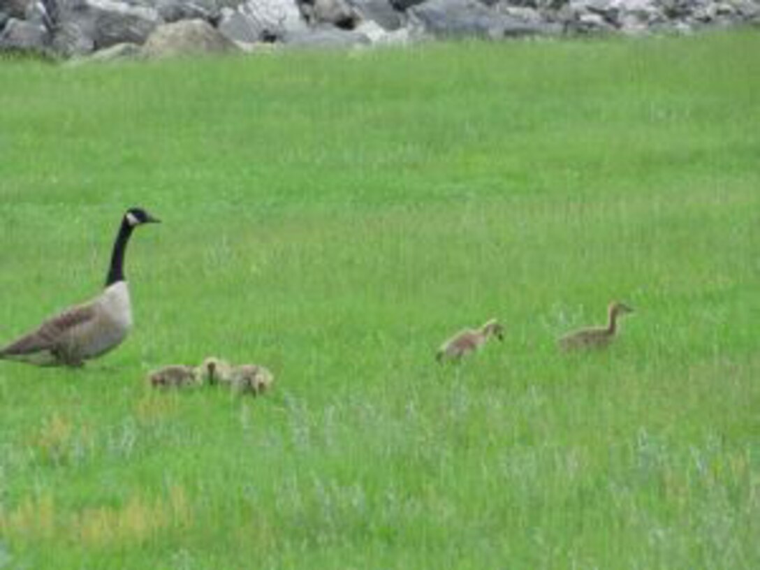 A Canada goose tends to her goslings during the spring at Birch Hill Dam, Royalston, Mass. (U.S. Army Corps of Engineers photo)
