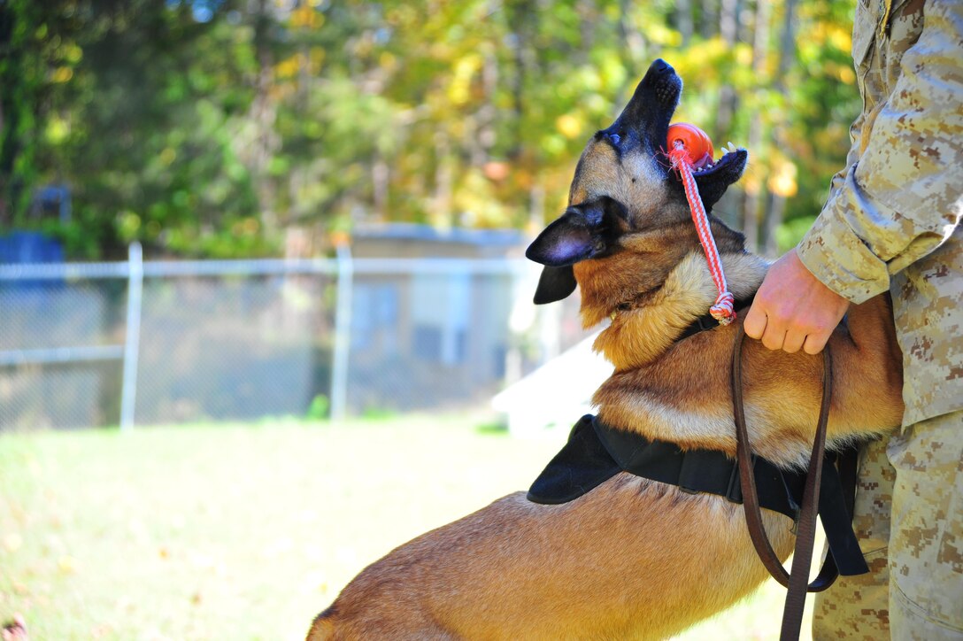 Jesi, 4, Belgian malinois, playing with her handler Cpl. Justin Territo at the obedience course on Oct. 18, 2013. Cpl. Justin Territo, military working dog handler, Military Working Dog Section, was one of two students picked to go to K-9 school and become a military dog handler.