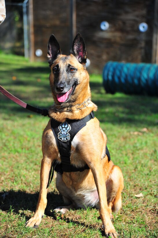 Jesi, 4, a Belgian malinois, sits in wait for a command from her handler, Cpl. Justin Territo, military working dog hander, Military Working Dog Section, at the obedience course on Oct. 18, 2013. Cpl. Justin Territo, military working dog handler, Military Working Dog Section, was one of two students picked to go to K-9 school and become a military dog handler.