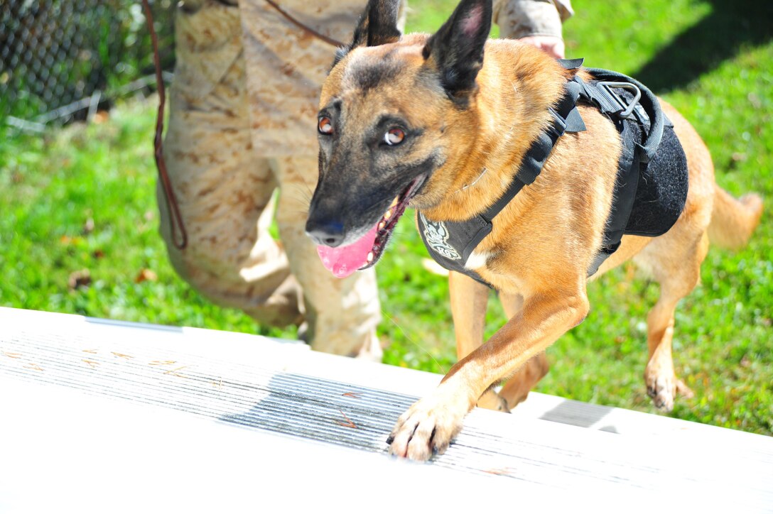 Jesi, 4, a Belgian malinois, walks up the stairs obstacle, at the obedience course Oct. 18, 2013. Cpl. Justin Territo, military working dog handler, Military Working Dog Section, was one of two students picked to go to K-9 school and become a military dog handler.