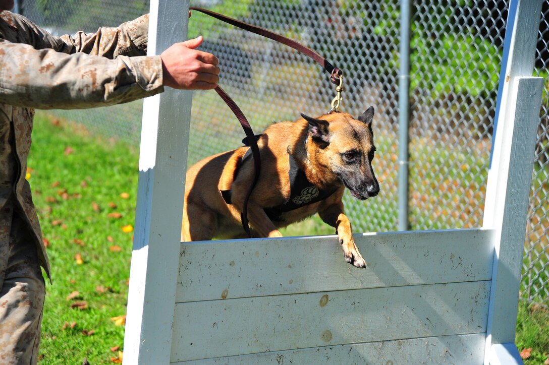 Jesi, 4, a Belgian Malinois a military working dog , jumps over an obstacle at the obedience course on Oct. 18, 2013.  Cpl. Justin Territo, military working dog handler, Military Working Dog Section, was one of two students picked to go to K-9 school and become a military dog handler.