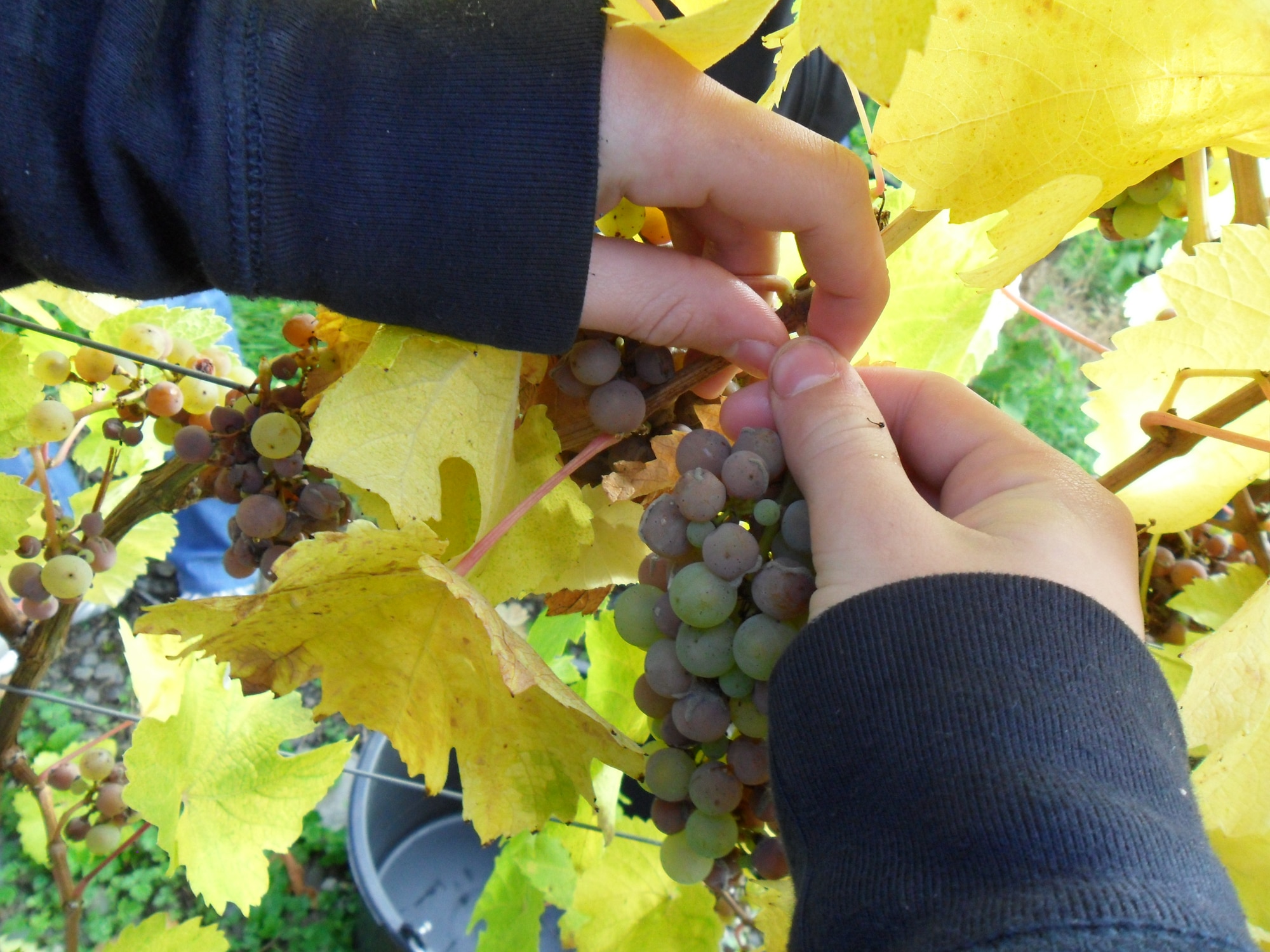 Many factors determine the amount and quality of the grapes as well as the time of the vine harvest, Oct. 19, 2013. Many winegrowers taste their grapes regularly in fall — besides measuring the fruit juice weight — to determine if the quality is optimum. As a rule, the vines are perfect when the grape cores become brown and easily come off the flesh. While the fruit juice weight still rises and the fruit acid still breaks up in the grapes, the grapes continue to become more and more aromatic with time, if the climate is good. The Mosel Riesling grape harvest was just completed in the Mosel valley. (U.S. Air Force photo by Iris Reiff) 