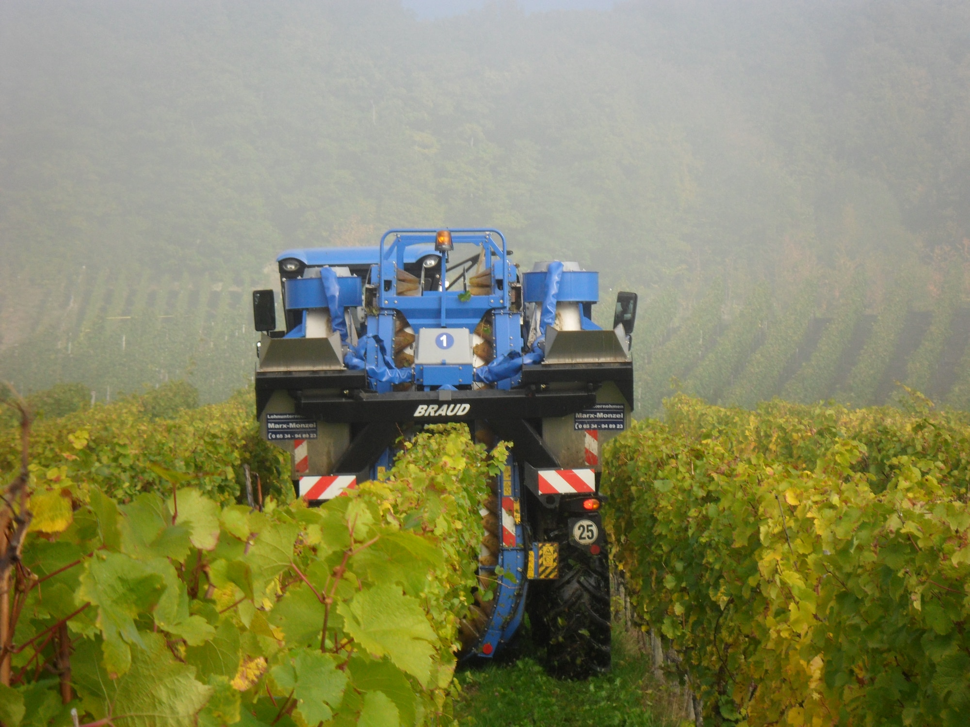 While a group of American volunteers from Ramstein assisted with the handpicking of the Mosel Riesling grape, a large harvesting vehicle ran back and forth on the opposite side of the hill, collecting grapes, Oct. 19, 2013. In most areas along the Mosel, the Riesling grape harvest was just recently completed. Local vintners say there will be less quantity in wine this year, but the quality can be compared to last year’s. (U.S. Air Force photo by Iris Reiff) tasting. The Mosel Riesling grape harvest was just completed in the Mosel valley. (U.S. Air Force photo by Iris Reiff) 
