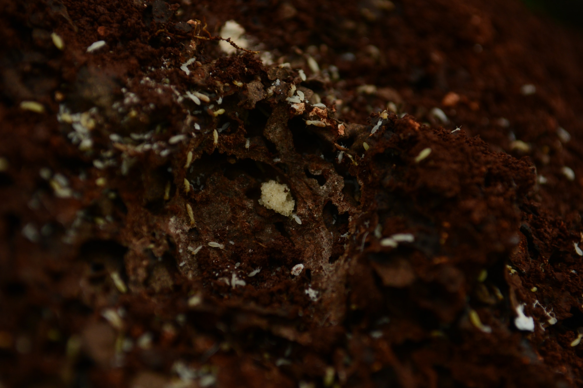 Termites feed on dead plant material such as wood, leaf litter, soil, or animal dung. They can live in colonies that can eat through wood stumps and building foundations. (U.S. Air Force Photo by Airman 1st Class Emily A. Bradley/Released)