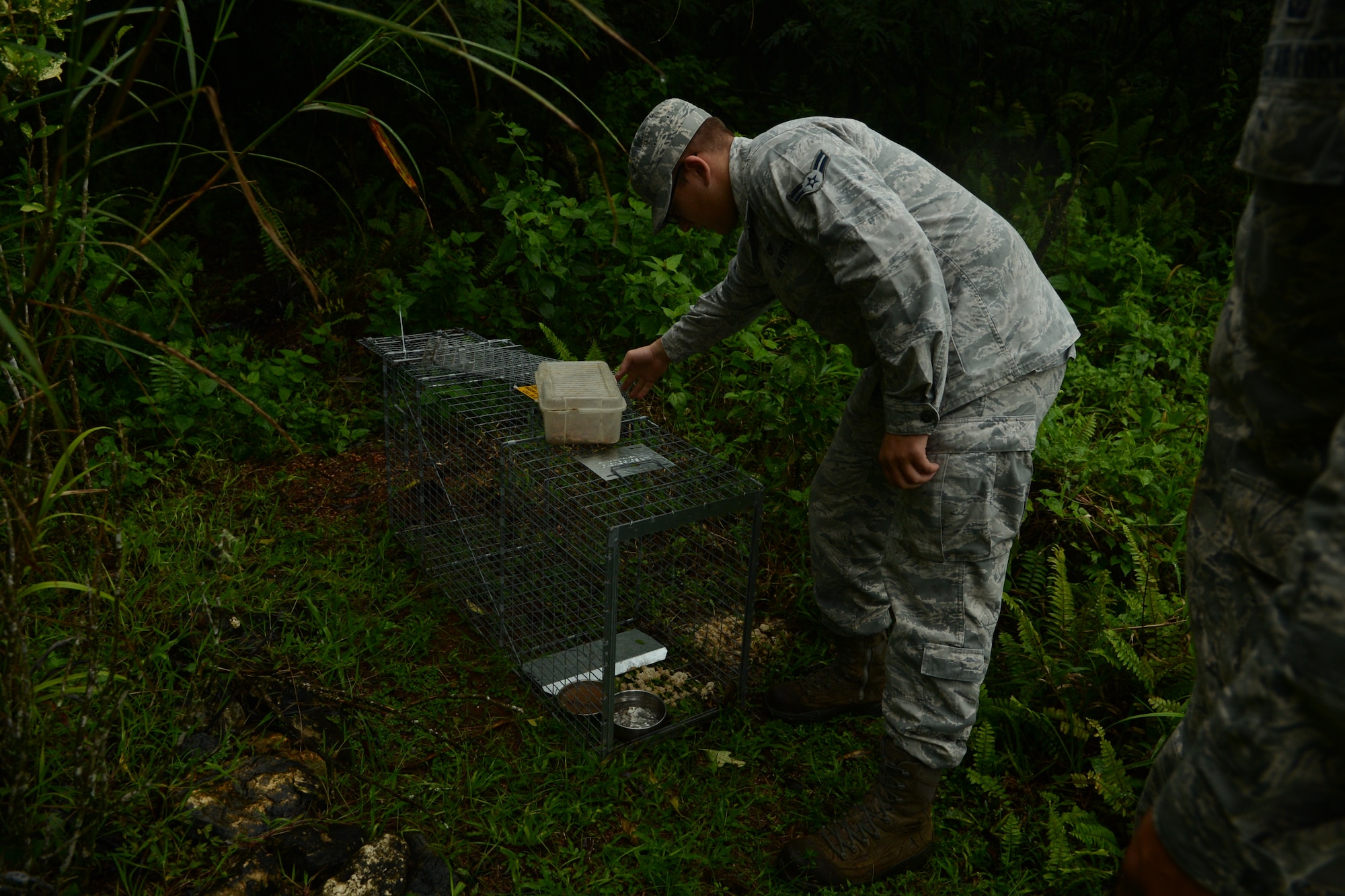 Airman 1st Class Dalton Ridder, 36th Civil Engineering Squadron entomology assistant, checks a feral animal trap Oct. 28, 2013, on Andersen Air Force Base, Guam. When an animal is captured, the Entomology Airmen carefully transport it to a nearby animal shelter. (U.S. Air Force Photo by Airman 1st Class Emily A. Bradley/Released)