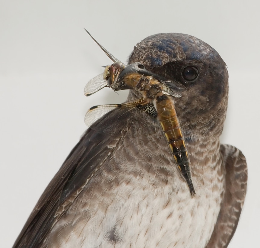 A juvenile Purple Martin captures a Four-spotted Chaser. Martins feed exclusively on flying insects, capturing them on the wing. They do eat mosquitoes, but larger prey such as dragonflies are their favorite food.