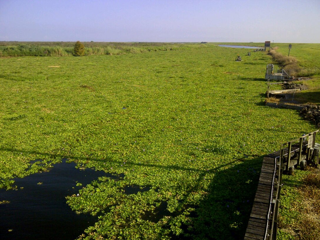 Water lettuce and hyacinth blocking the Okeechobee Waterway. 