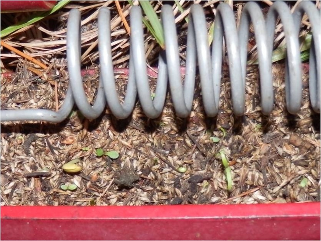 Seeds and plants germinating on mowing equipment on a Dredged Material Management Area (DMMA). The mowing equipment moves from DMMA to DMMA, potentially spreading invasives if not removed. 