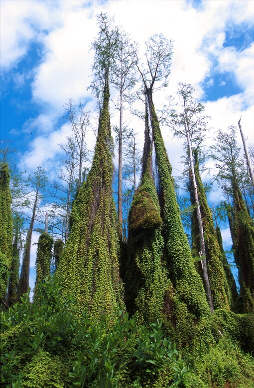 Lygodium microphyllum, or Old world climbing fern, pictured here in Loxahatchee, Fla.  Native to Africa, Asia, Australia and the Pacific Islands, the plant invades open forest and wetland areas in Florida and Alabama. 
