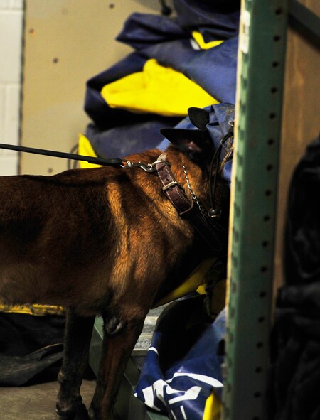 Arno, 5th Security Forces Military Working Dog searches a room during detection training at the Outdoor Recreation Center at Minot Air Force Base, N.D., Nov. 5, 2013. Each MWD and their handler must compete this training twice a week in order to fulfill their optimal training requirements. (U.S. Air Force photo/Senior Airman Kristoffer Kaubisch)