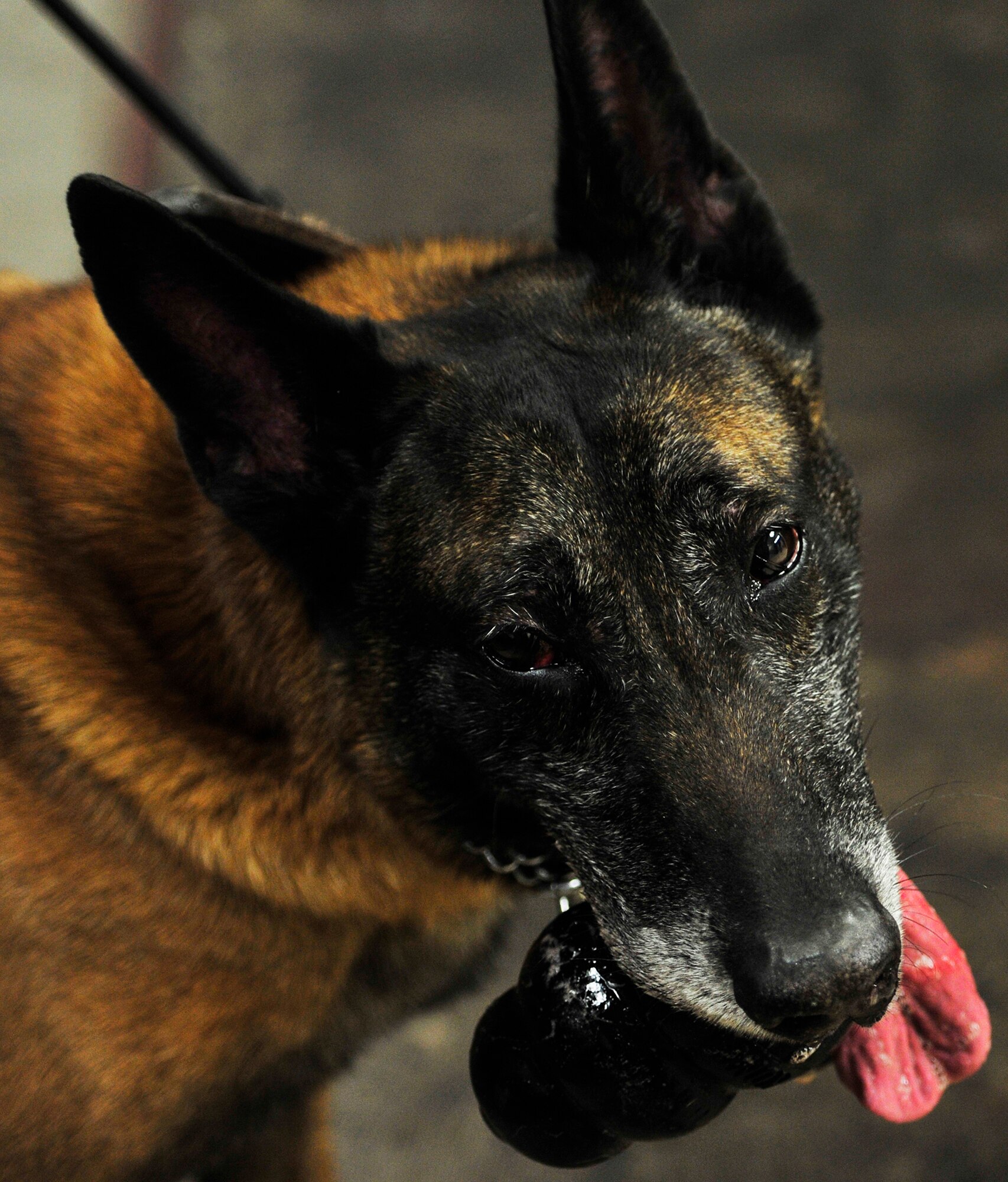 Arno, 5th Security Forces Military Working Dog is rewarded with a toy after completing detection training at the Outdoor Recreation Center at Minot Air Force Base, N.D., Nov. 5, 2013. Each MWD and their handler must complete this training twice a week in order to fulfill optimal training requirements. (U.S. Air Force photo/Senior Airman Kristoffer Kaubisch) 