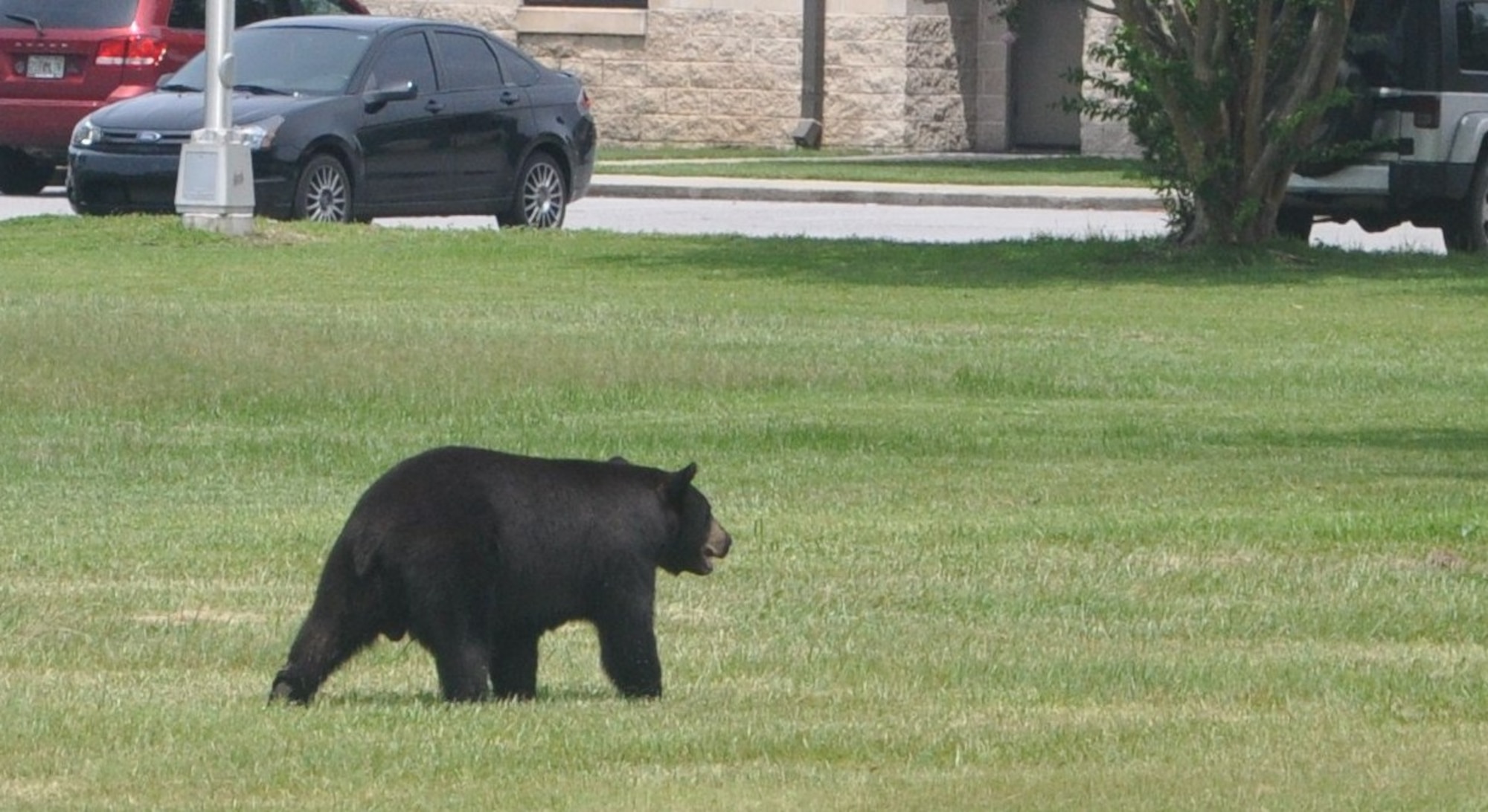 Florida black bear roaming around Tyndall July 23.Black bears are most active during March through November from dusk to dawn. (U.S. Air Force photo by Airman 1st Class Alex Echols)
