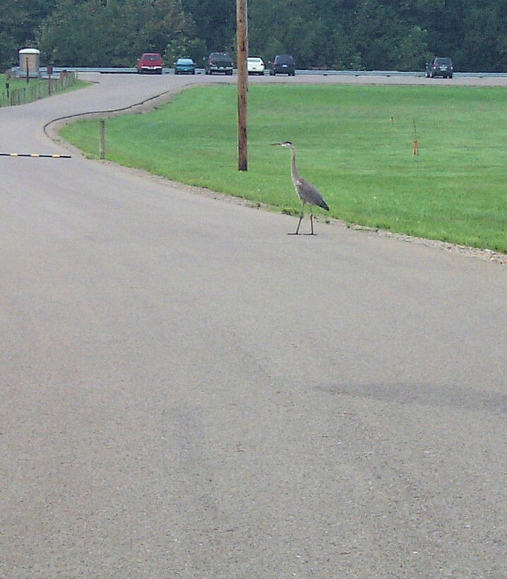 Crane walking across road at Dillon Lake