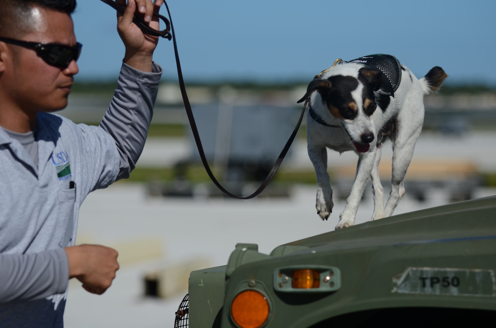 John Lizama, U.S. Department of Agriculture dog handler, guides Spencer, a federal working dog, around a HUMVEE Nov. 14, 2013, on the Andersen Air Force Base, Guam, flightline, to make sure it is free from brown tree snakes before it is loaded onto a C-130 Hercules bound for the Philippines to support Operation Damayan. Operation Damayan is a U.S. humanitarian aid and disaster relief effort to support the Philippines in the wake of the devastating effects of Typhoon Haiyan. (U.S. Air Force photo by Senior Airman Marianique Santos/Released)