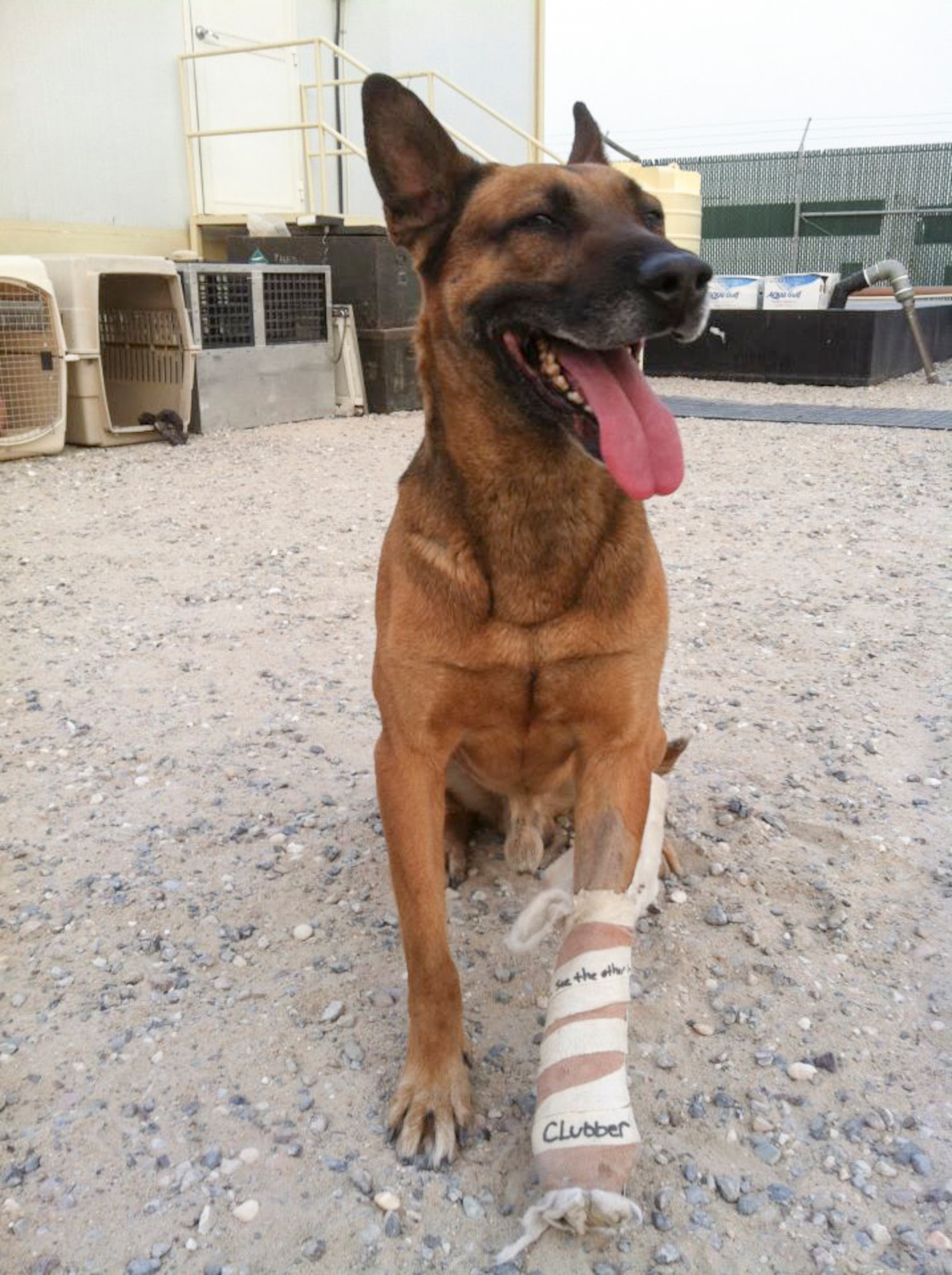 Buddy, 460th Security Forces Squadron military working dog, sports a casts after having his toe amputated during a deployment in Southwest Asia. Buddy is retiring after nearly eight years of military service and will be adopted by Staff Sgt. Michael Clark, 460th SFS MWD handler, his partner since 2011. (Courtesy photo/Released)