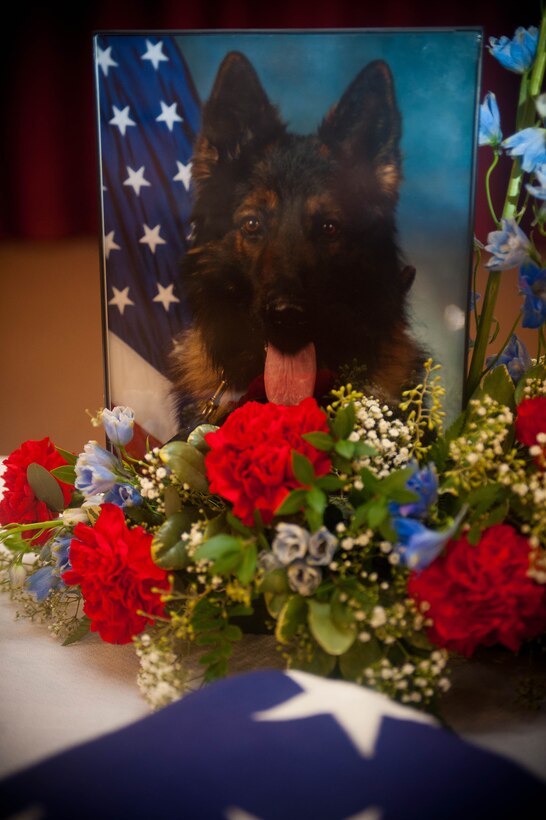 A memorial service was conducted to honor a 28th Security Forces Squadron military working dog named Arco in the Freedom Chapel at Ellsworth Air Force Base, S.D., Nov. 12, 2013. Arco served in the Air Force for more than three years as a narcotics and patrol K-9. (U.S. Air Force photo by Senior Airman Zachary Hada/Released)