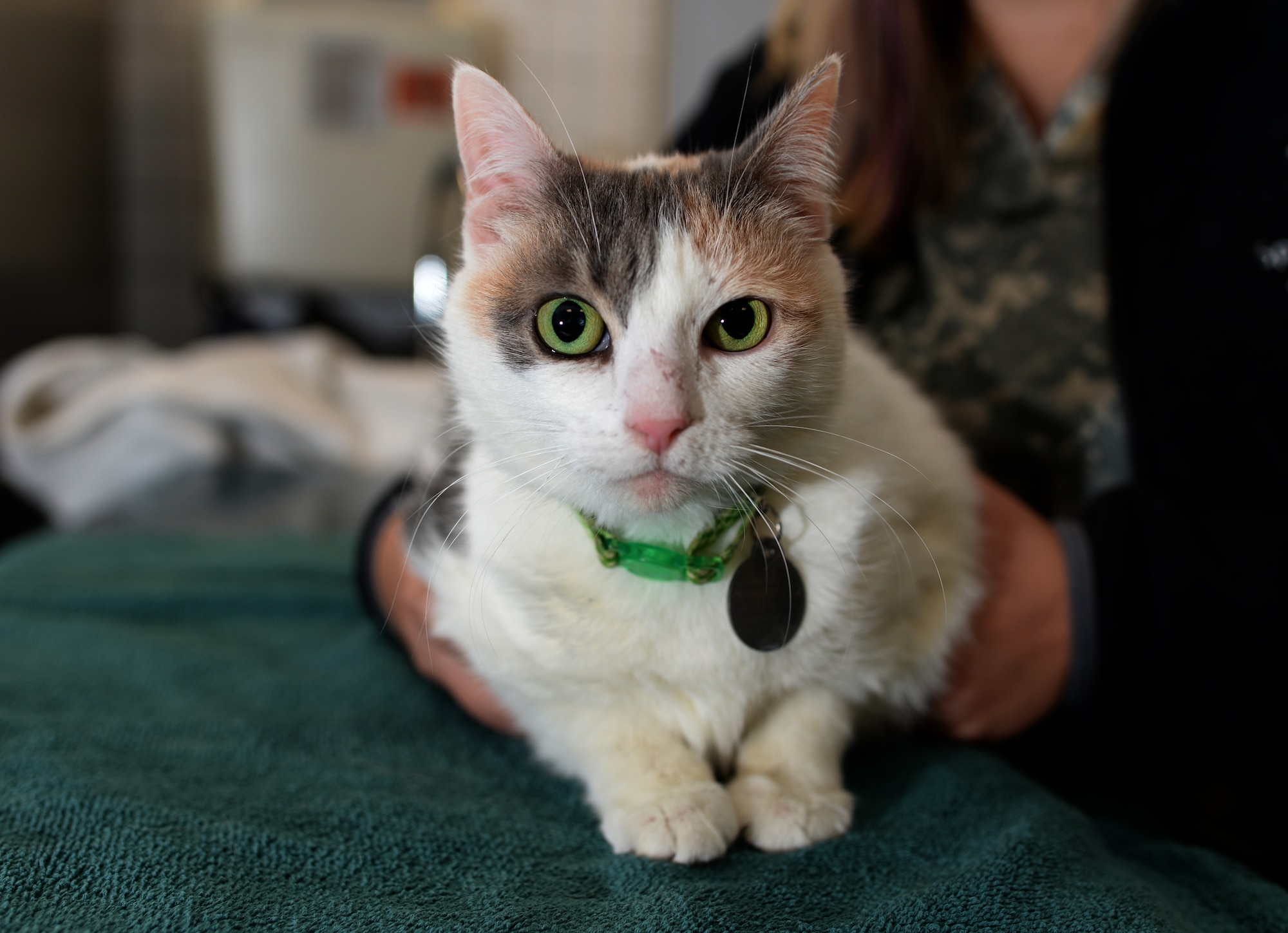 SPANGDAHLEM AIR BASE, Germany --- Ree Cee, a cat, poses for a photo at the base veterinary clinic Nov. 14, 2013. The clinic offers services and treatment for pets of the Spangdahlem Air Base community.   (U.S. Air Force photo by Staff Sgt. Joe W. McFadden/Released)