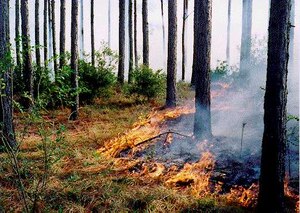 Controlled burning normally takes place during the winter months at Joint Base Charleston. 