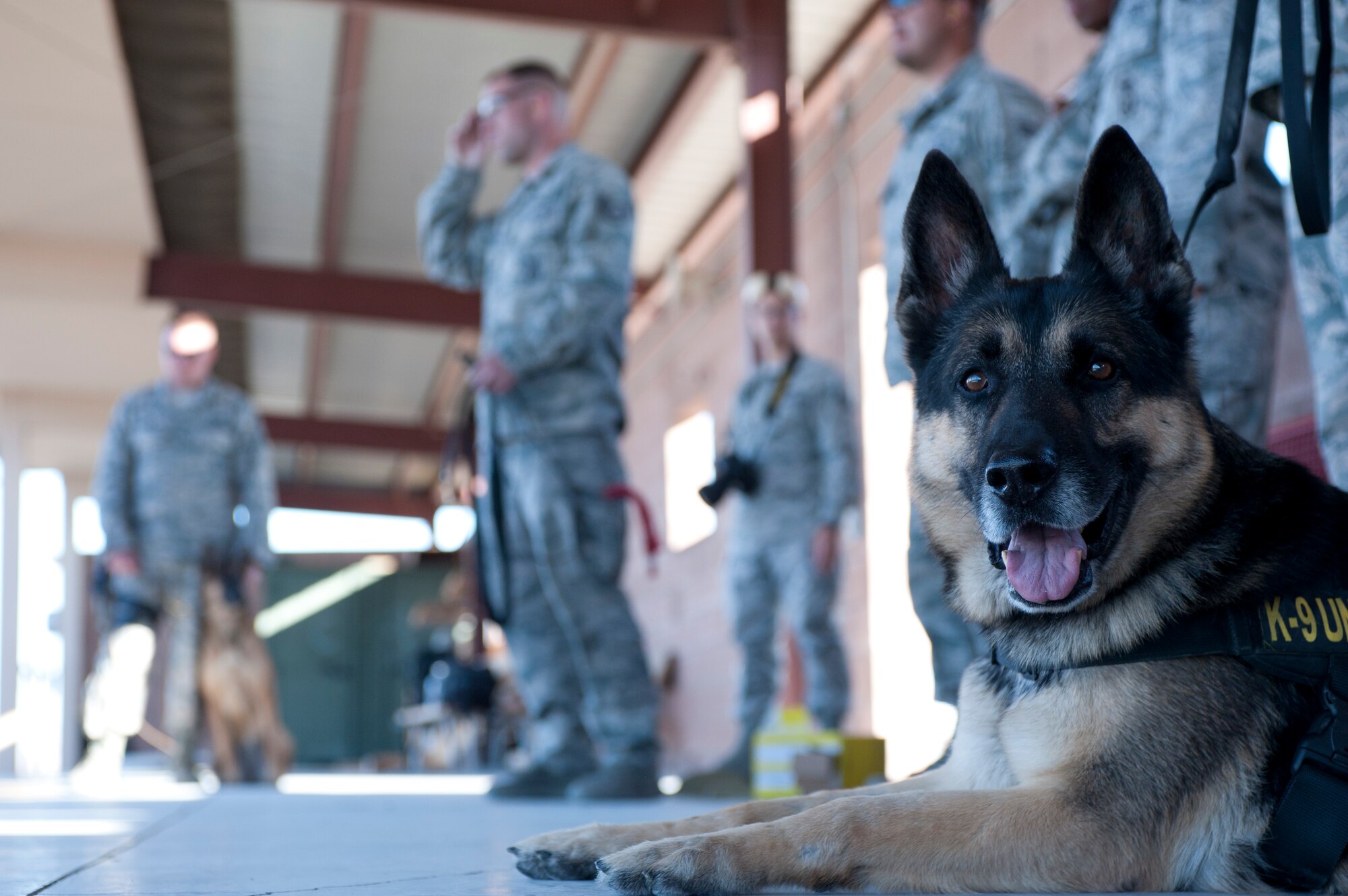 Nero, 99th Security Forces Squadron military working dog, rests under the shade of the firing range Nov. 15, 2013, at Nellis Air Force Base, Nev. As a military working dog, Nero is trained in skills such as advanced obedience, explosives detection and aggression. (U.S. Air Force photo by Airman 1st Class Joshua Kleinholz)