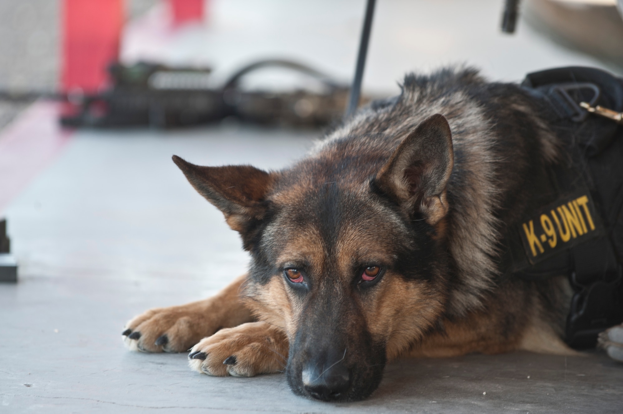 Habo, 99th Security Forces Squadron military working dog, lies on the ground during a military working dog Course of Fire exercise at the firing range Nov. 15, 2013, at Nellis Air Force Base, Nev. MWDs are trained for many combat related tasks such as patrol, drug and explosive detection and specialized mission functions for the Department of Defense and other government agencies. (U.S. Air Force photo by Senior Airman Matthew Lancaster)