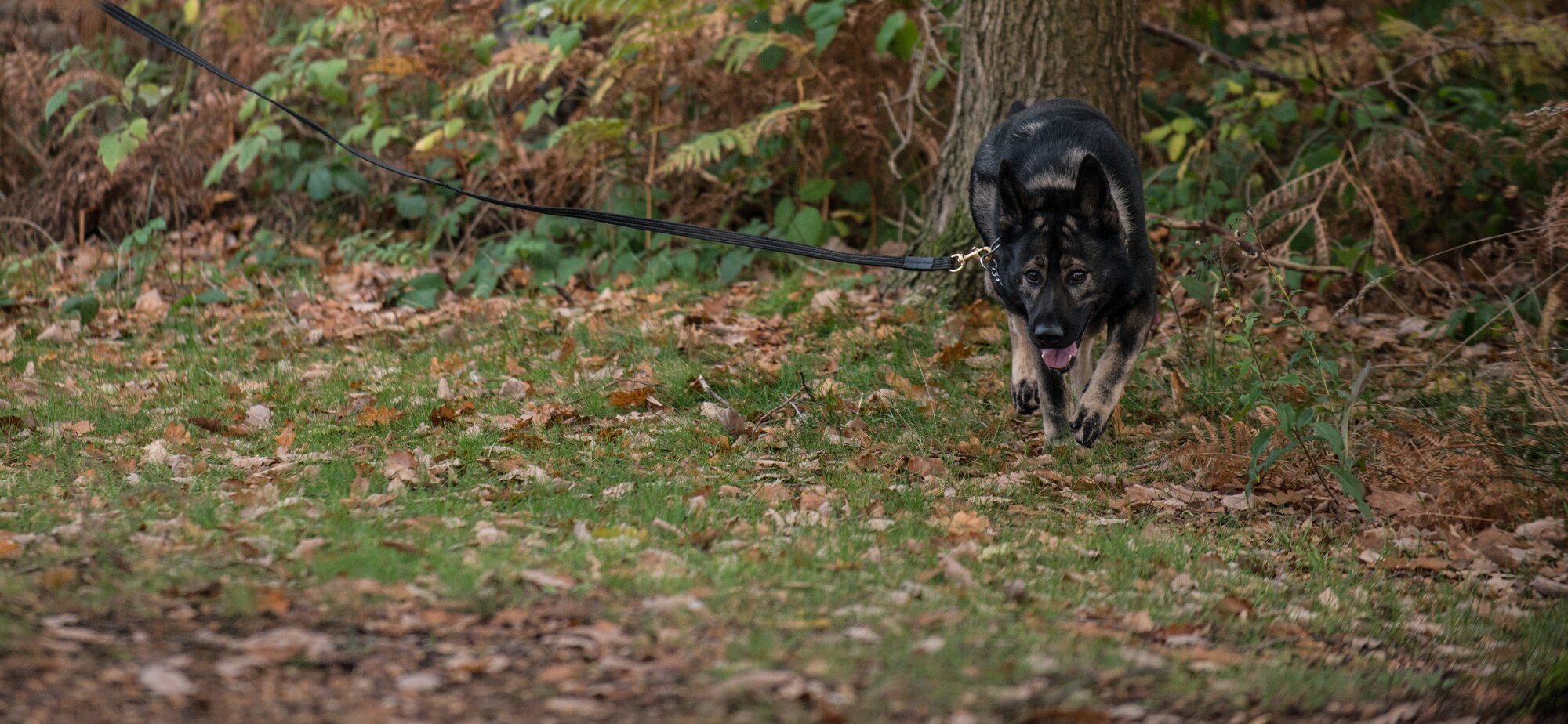 Jack, 86th Security Forces Squadron military working dog, searches for simulated components of a bomb during training, Nov. 13, 2013, Ramstein Air Base, Germany. MWDs are trained to patrol and detect either narcotics or explosives. (U.S. Air Force photo/Senior Airman Jonathan Stefanko)